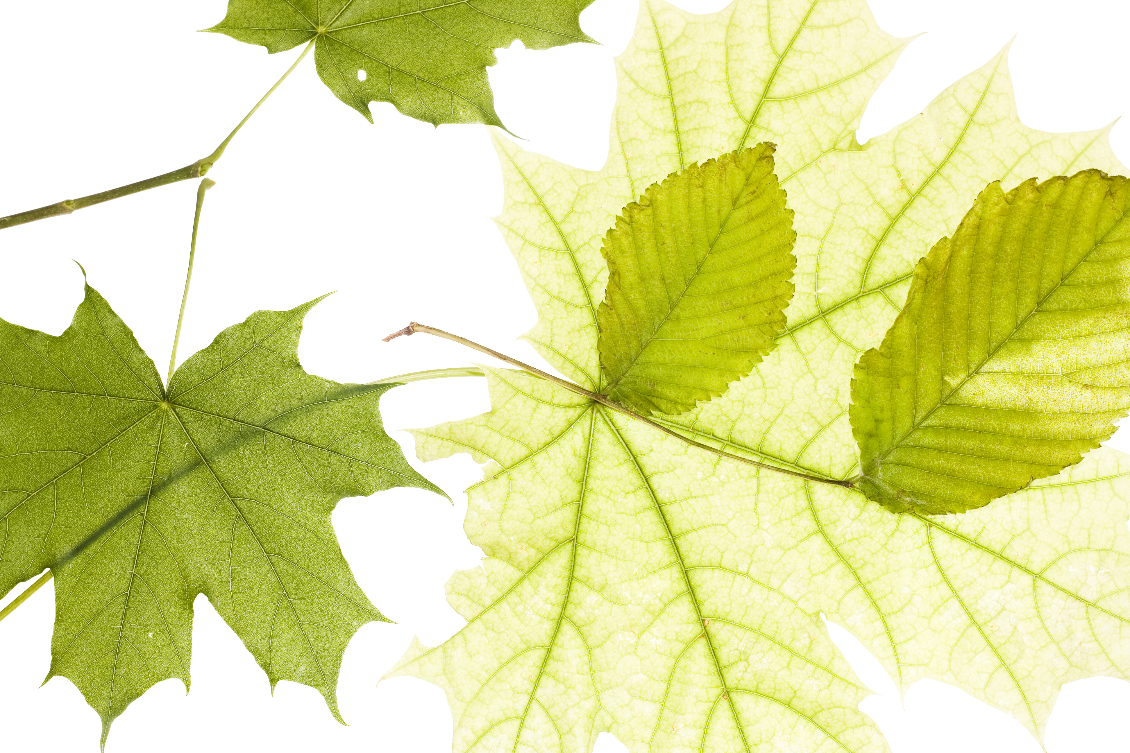 Leaf life. Кленовый листочек на зеленом фоне в ряд. Leaves isolated. Картинка зелёных лтстьевлистьев на белом фоне. Зеленые листья на белом фоне а4.
