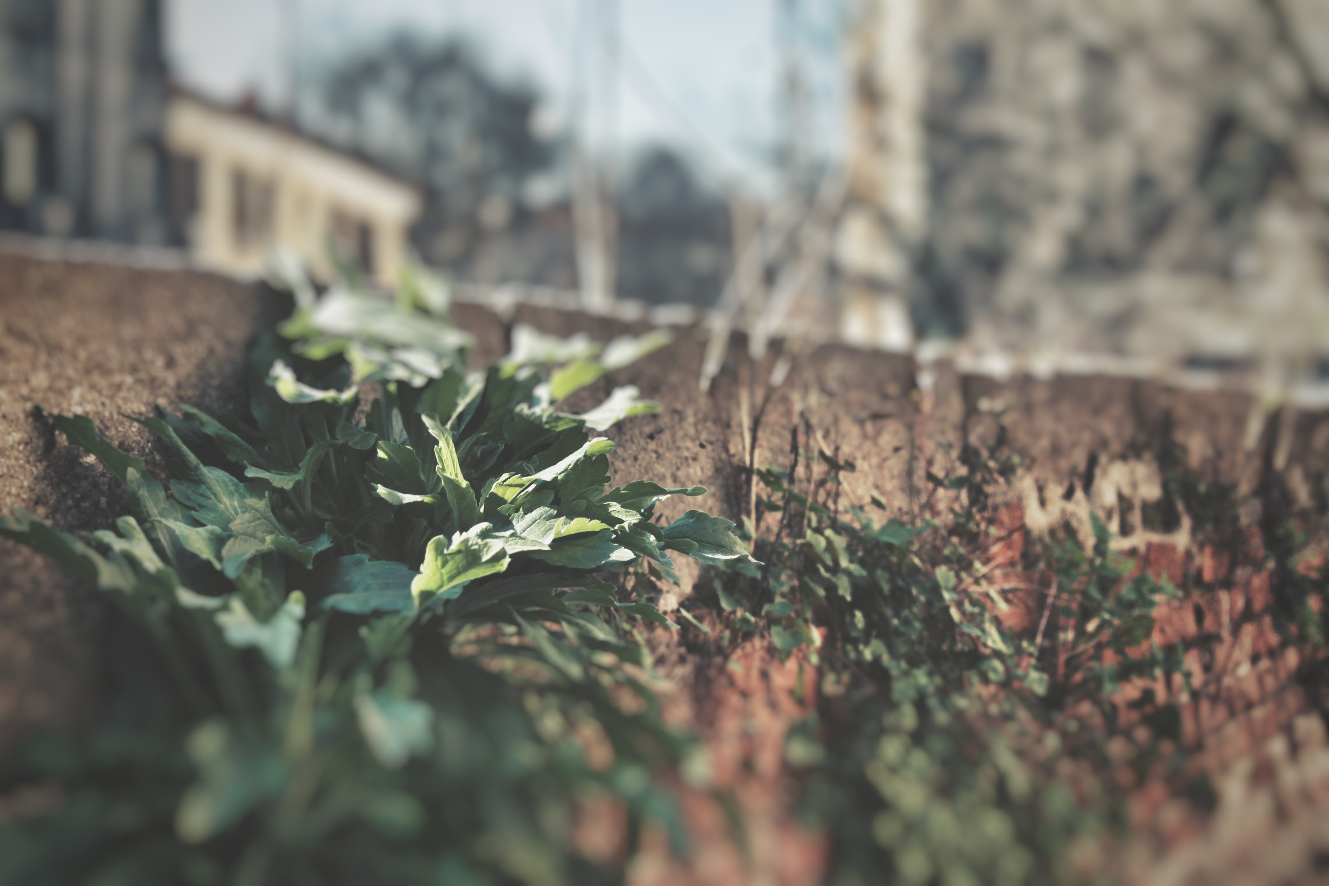 Green Leaves on Pavement, Blur, Close-up, Color, Environment, HQ Photo