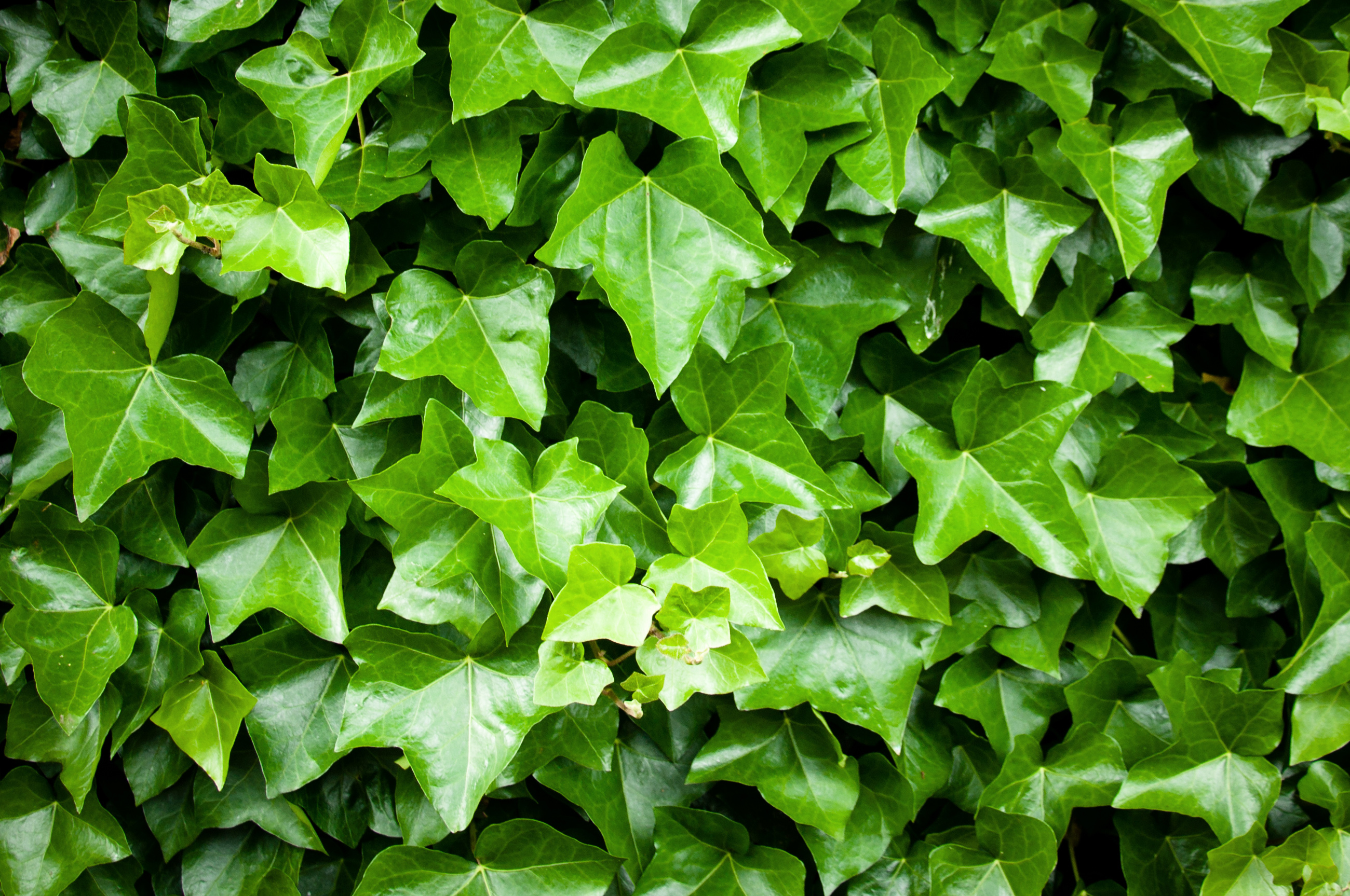 Free photo: Green leaves texture - Closeup, Green, Leaf - Free Download ...