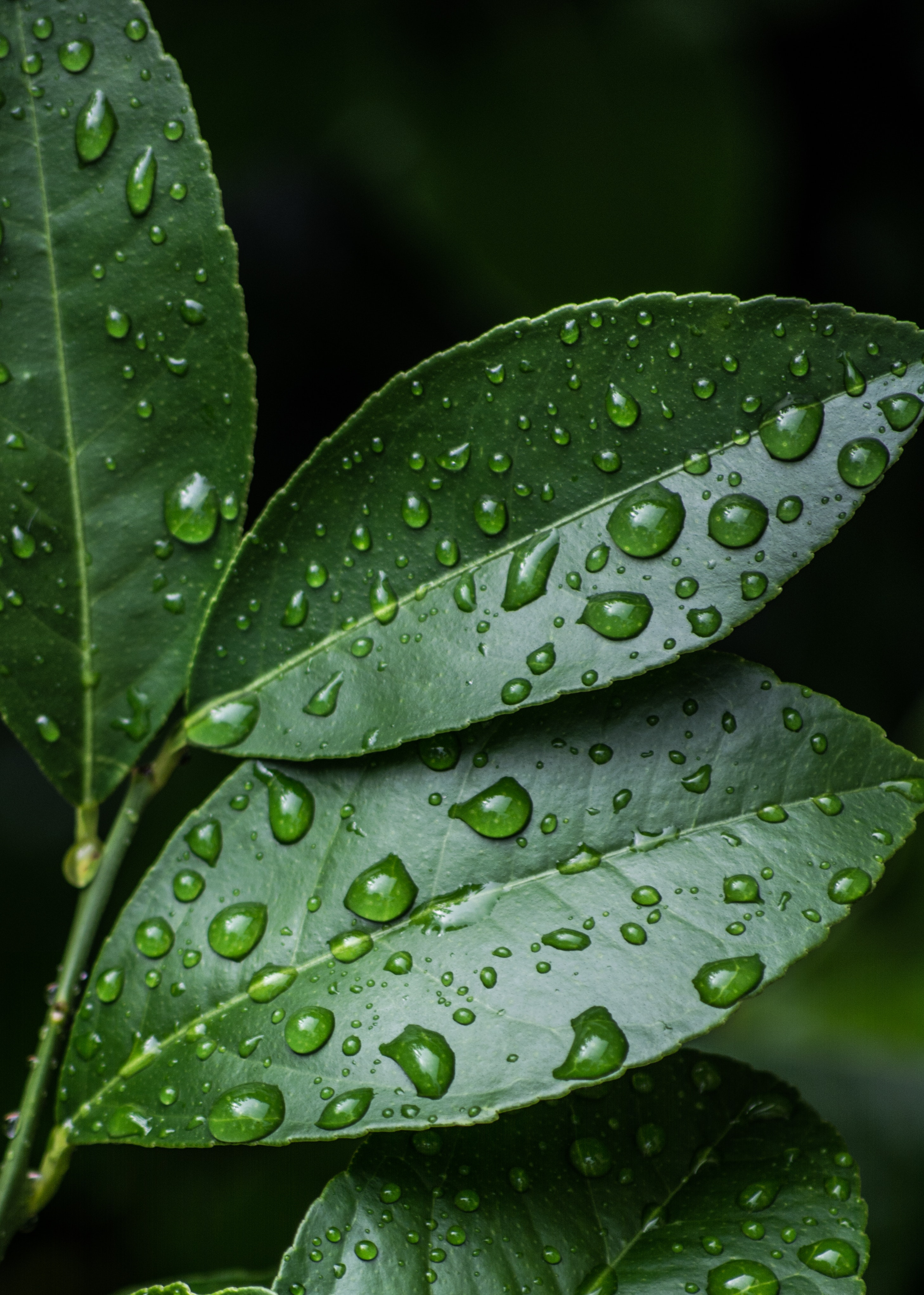 Green leaves with water drops photo