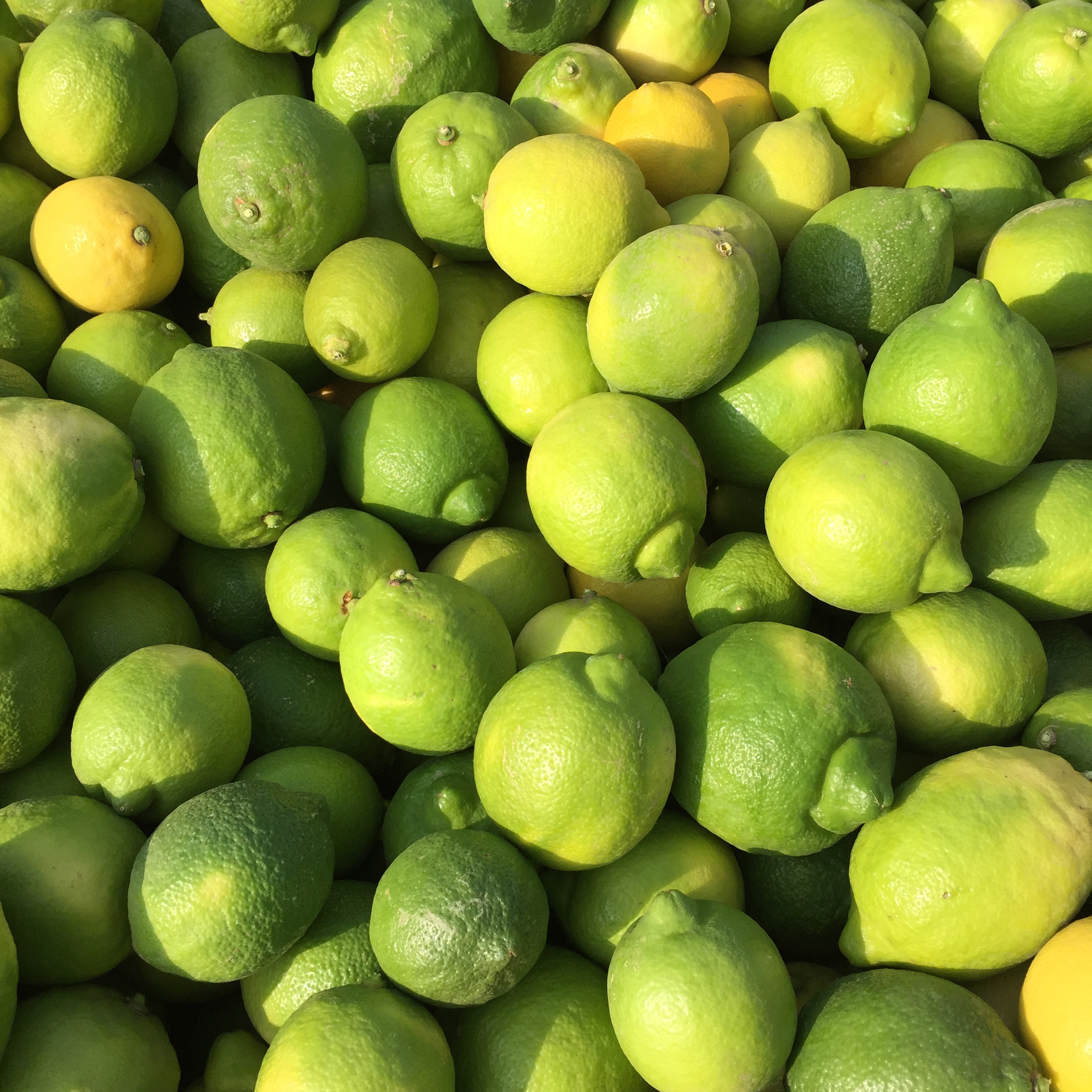 Green lemons photo