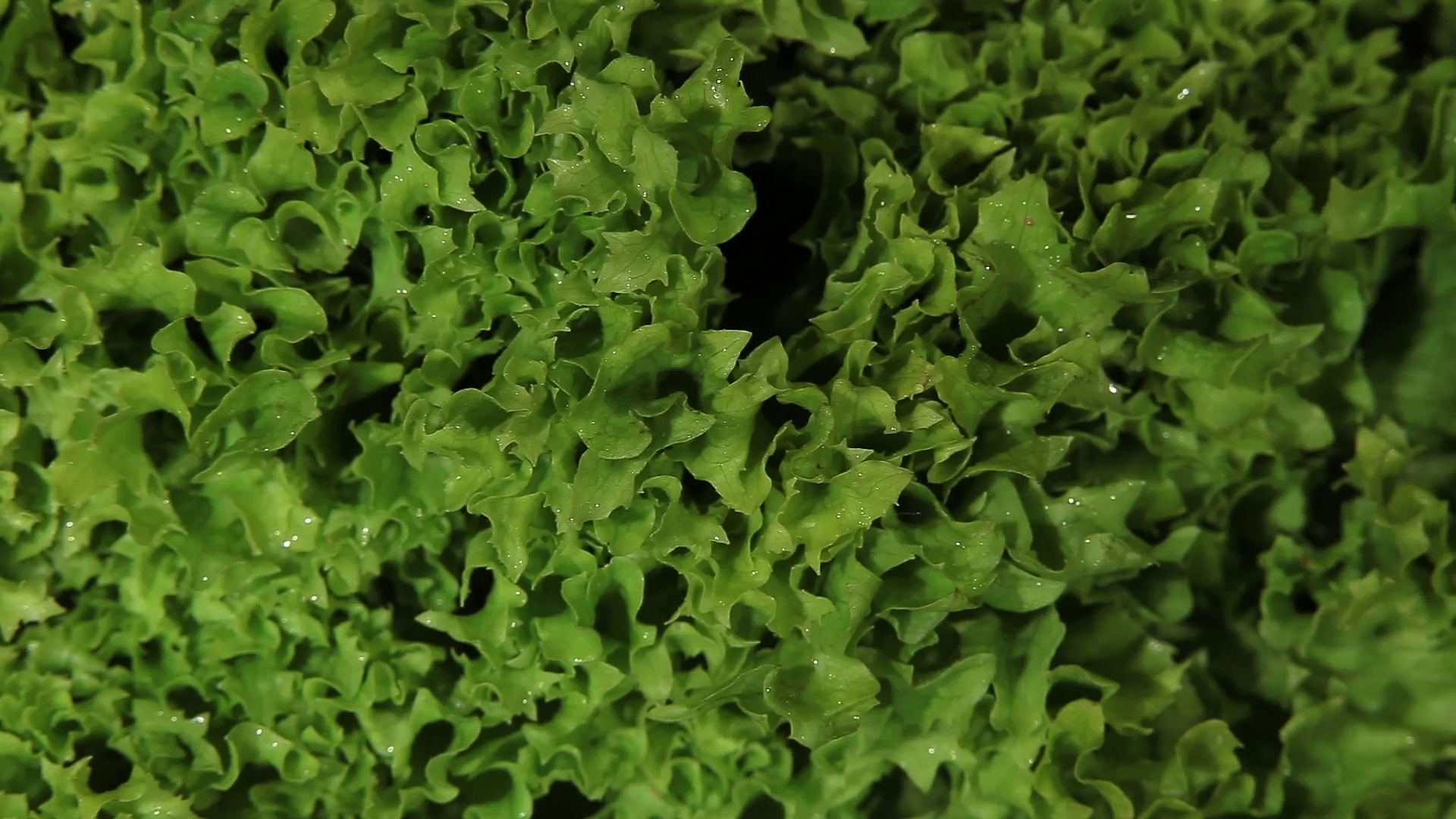 green lettuce closeup dolly shot Stock Video Footage - Videoblocks