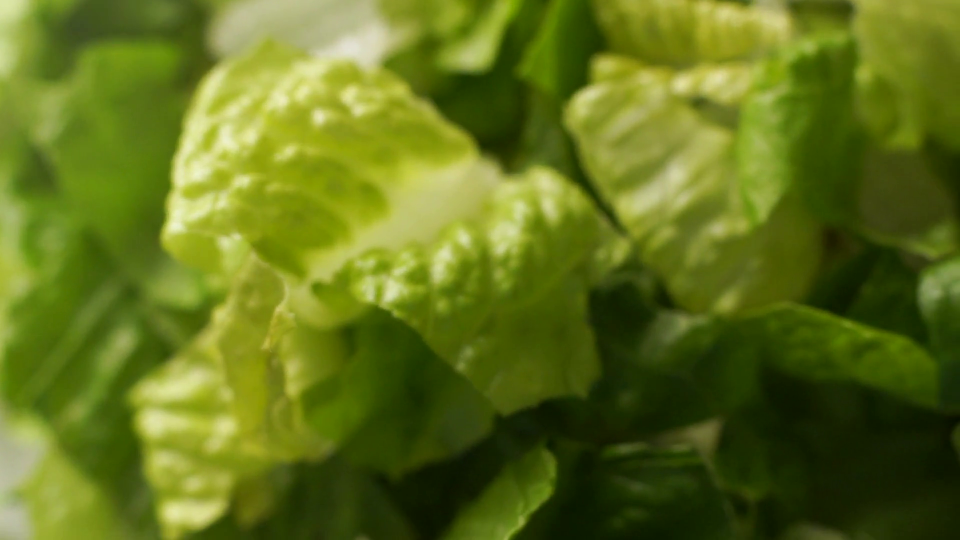 Romaine lettuce, closeup shot. Stock Video Footage - VideoBlocks