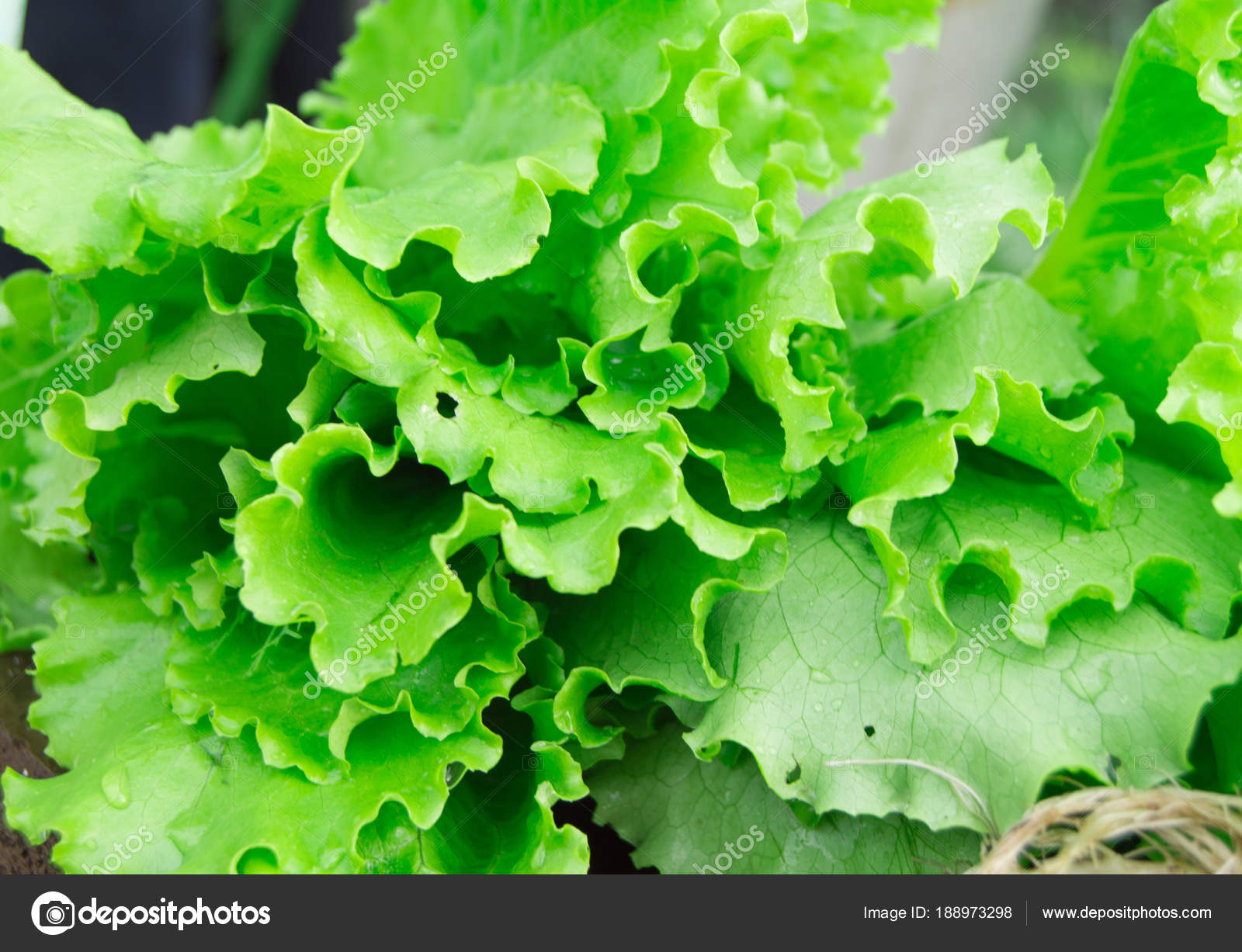 Fresh green lettuce close-up. The concept of a healthy diet and ...