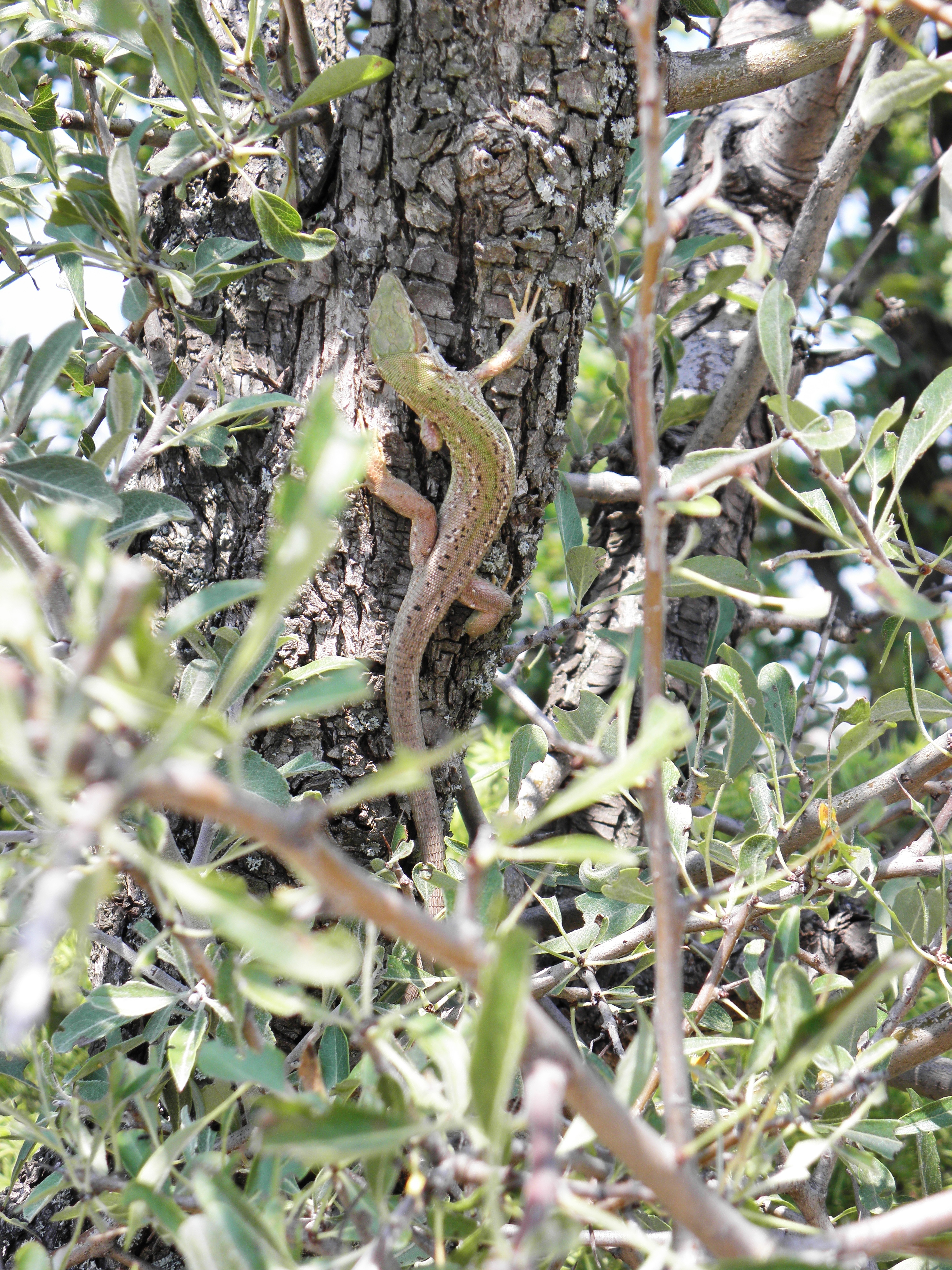 Green lizard photo