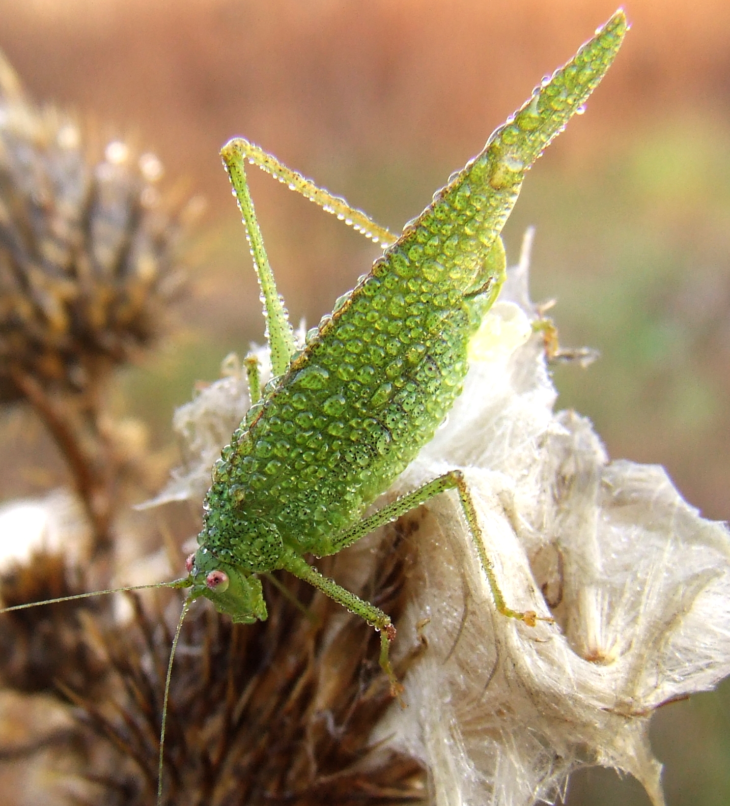 Green locust photo