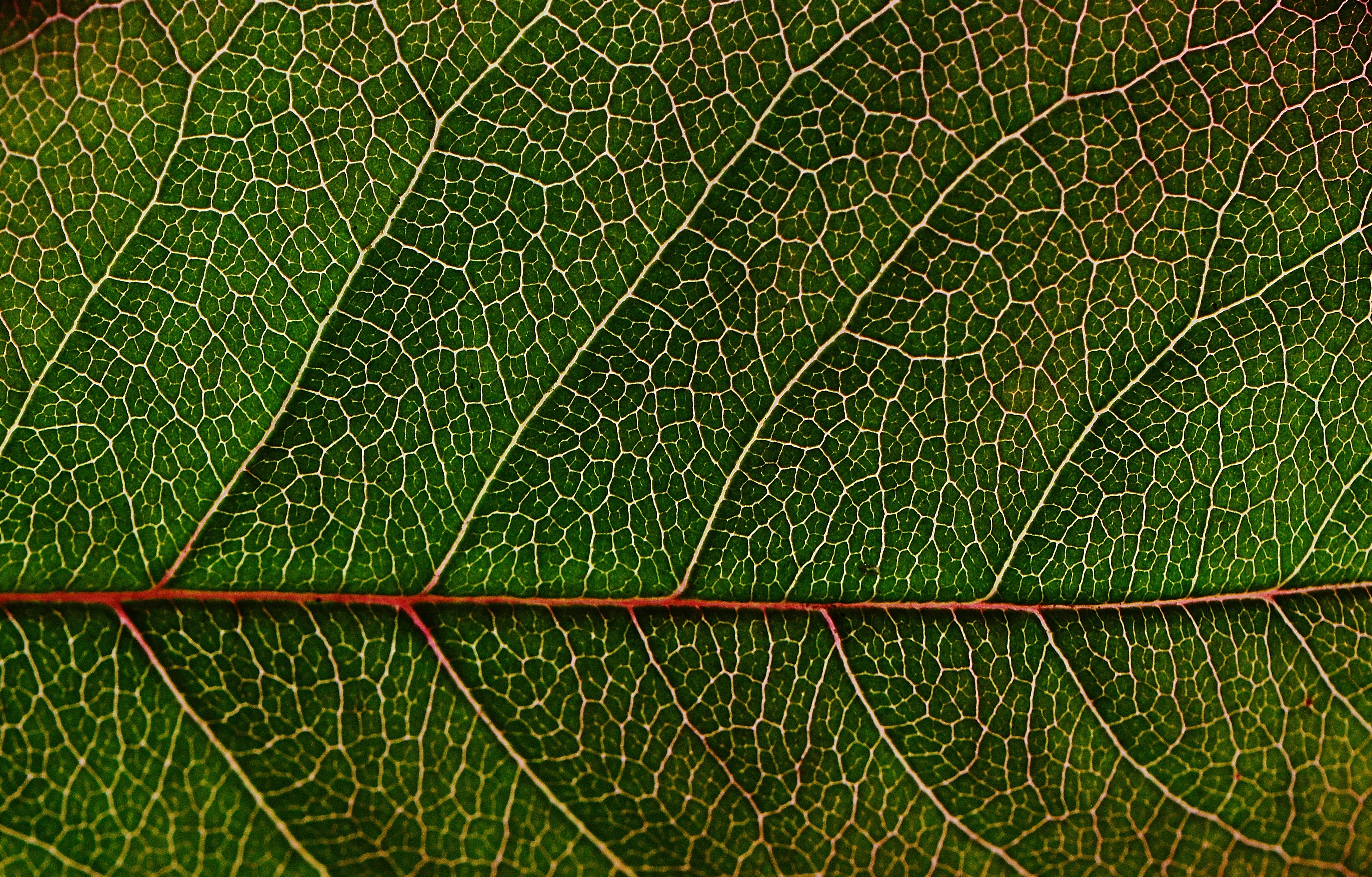 Green Leaf Macro Wallpaper Background | HD Wallpaper Background