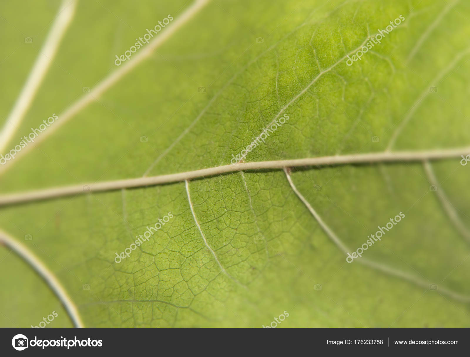 Green macro leaf shot like abstract pattern ecology plant — Stock ...