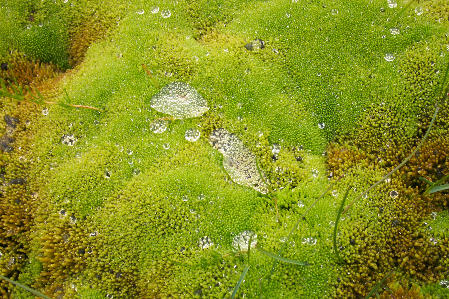 Green moss photo