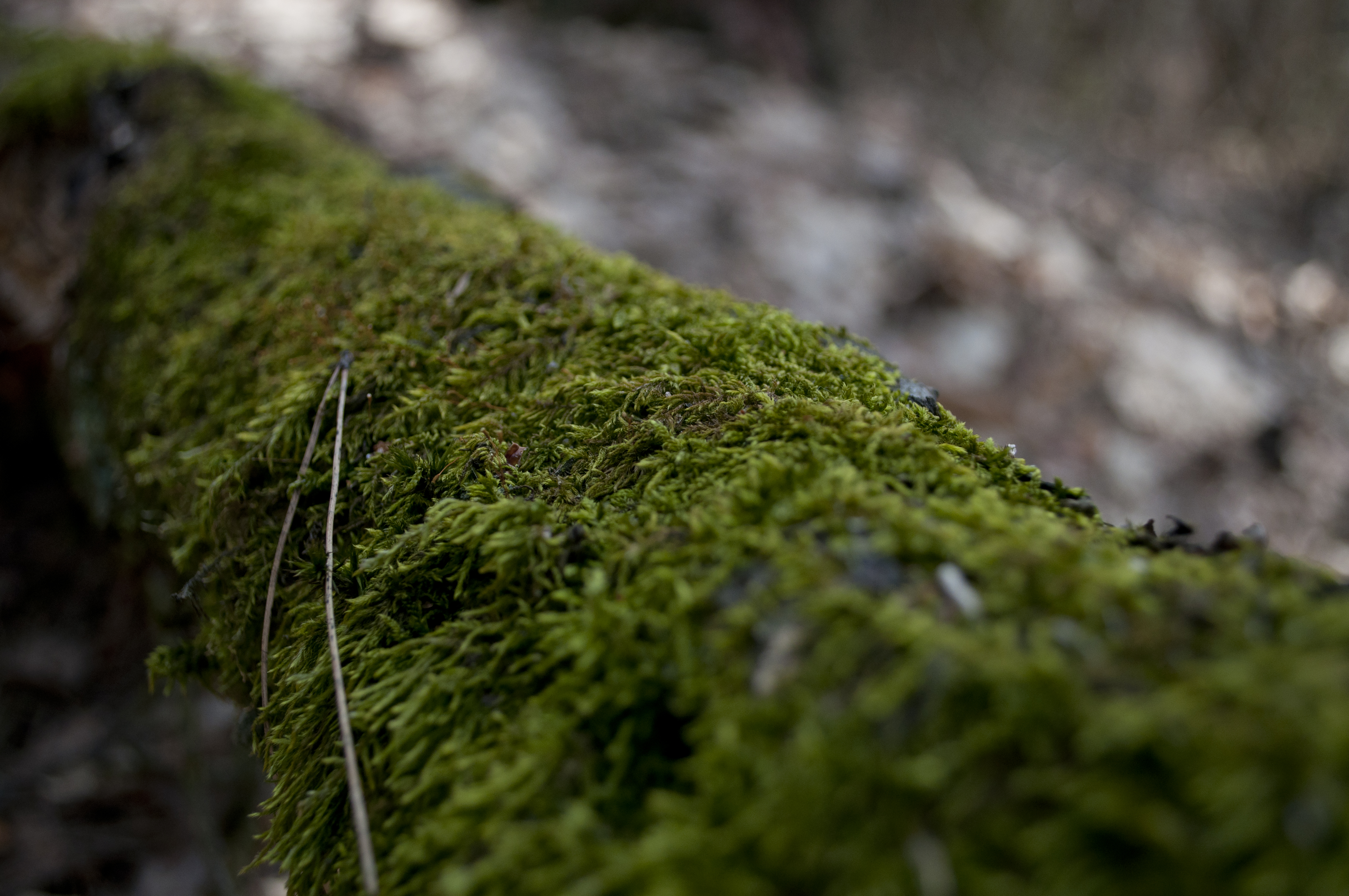 Green moss photo