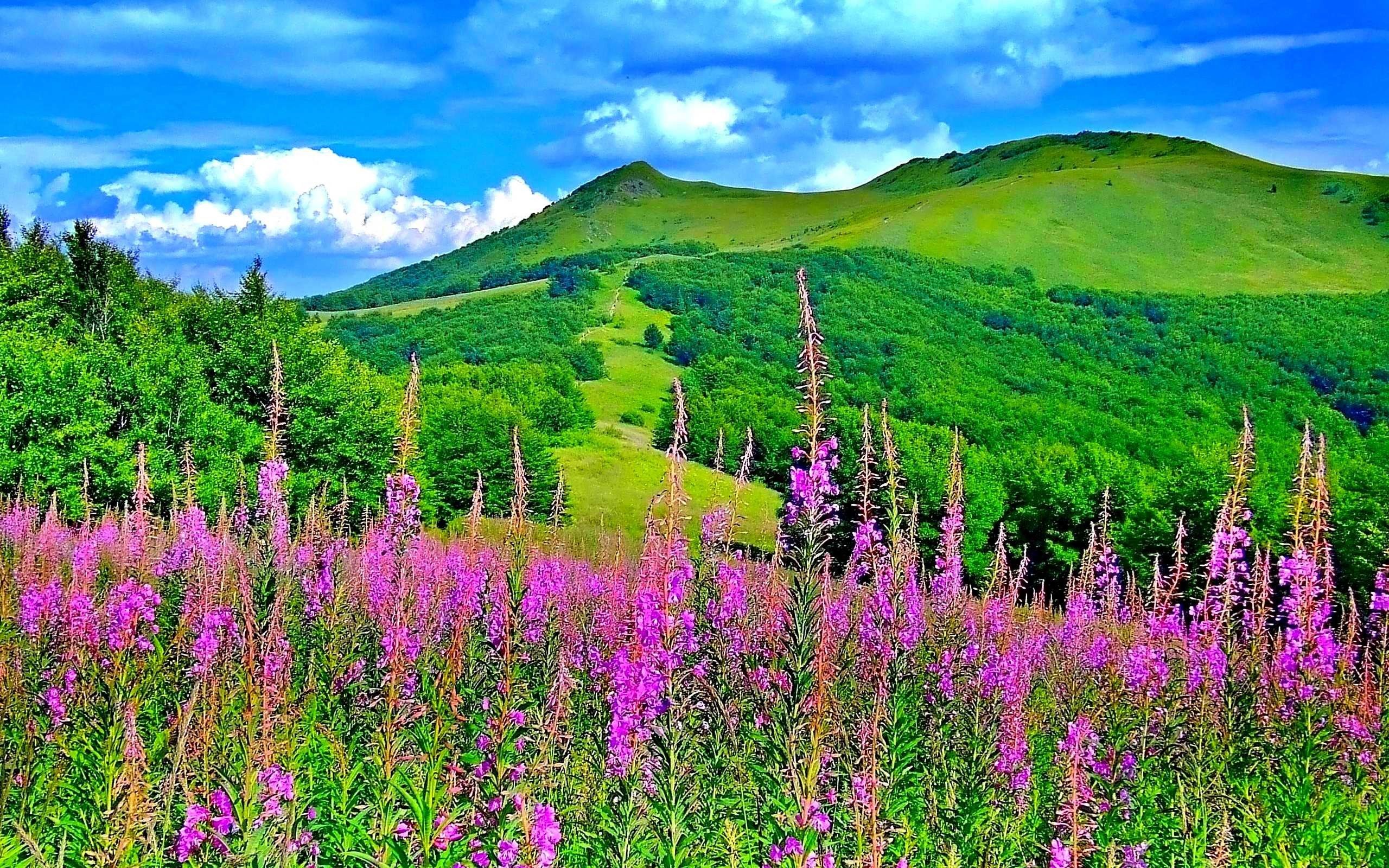 Green Mountain Flowers Trees Nature | HD Wallpapers