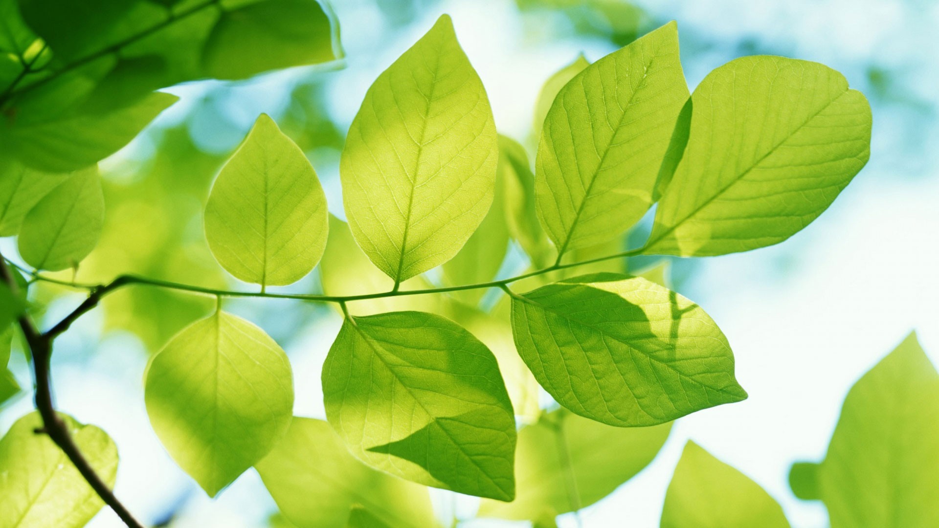 Natural green leaves wallpaper | AllWallpaper.in #14356 | PC | en