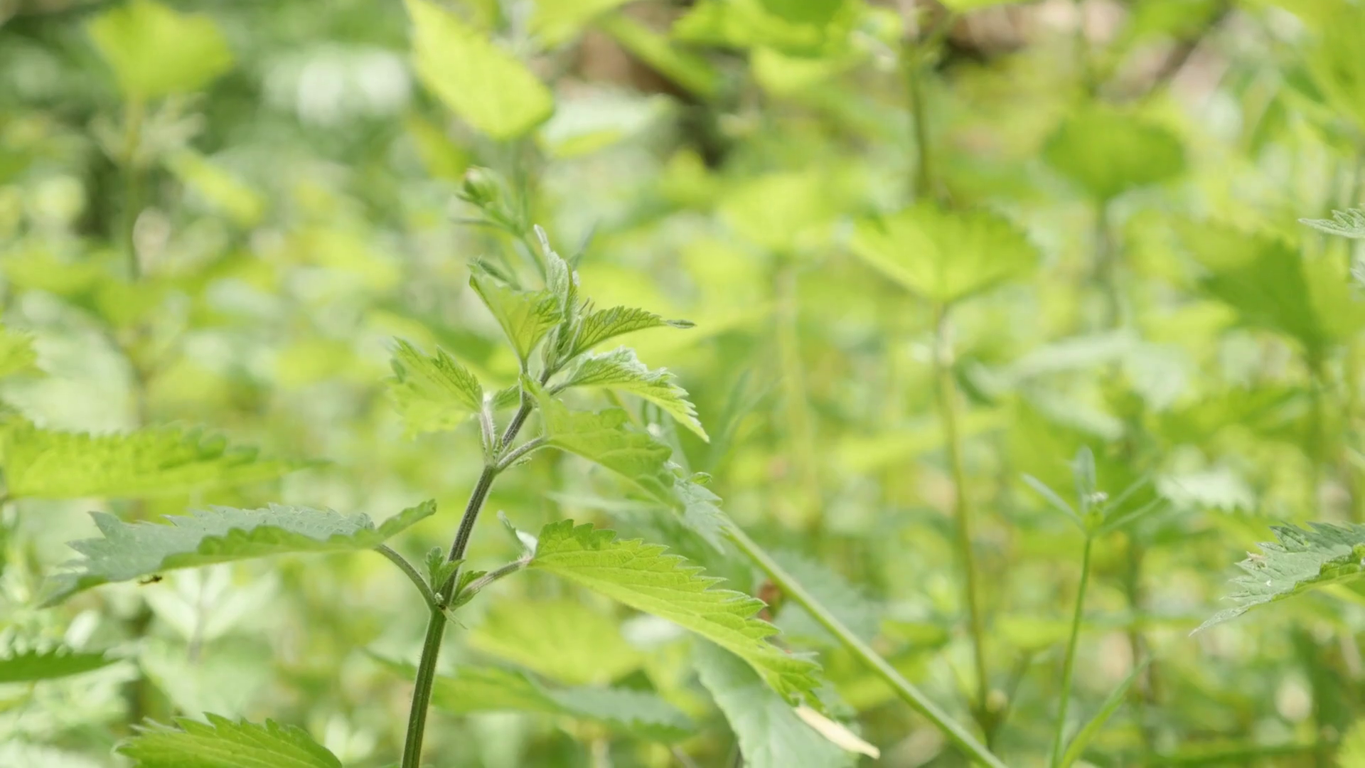 Common nettle plant leaves in the wild green natural background slow ...