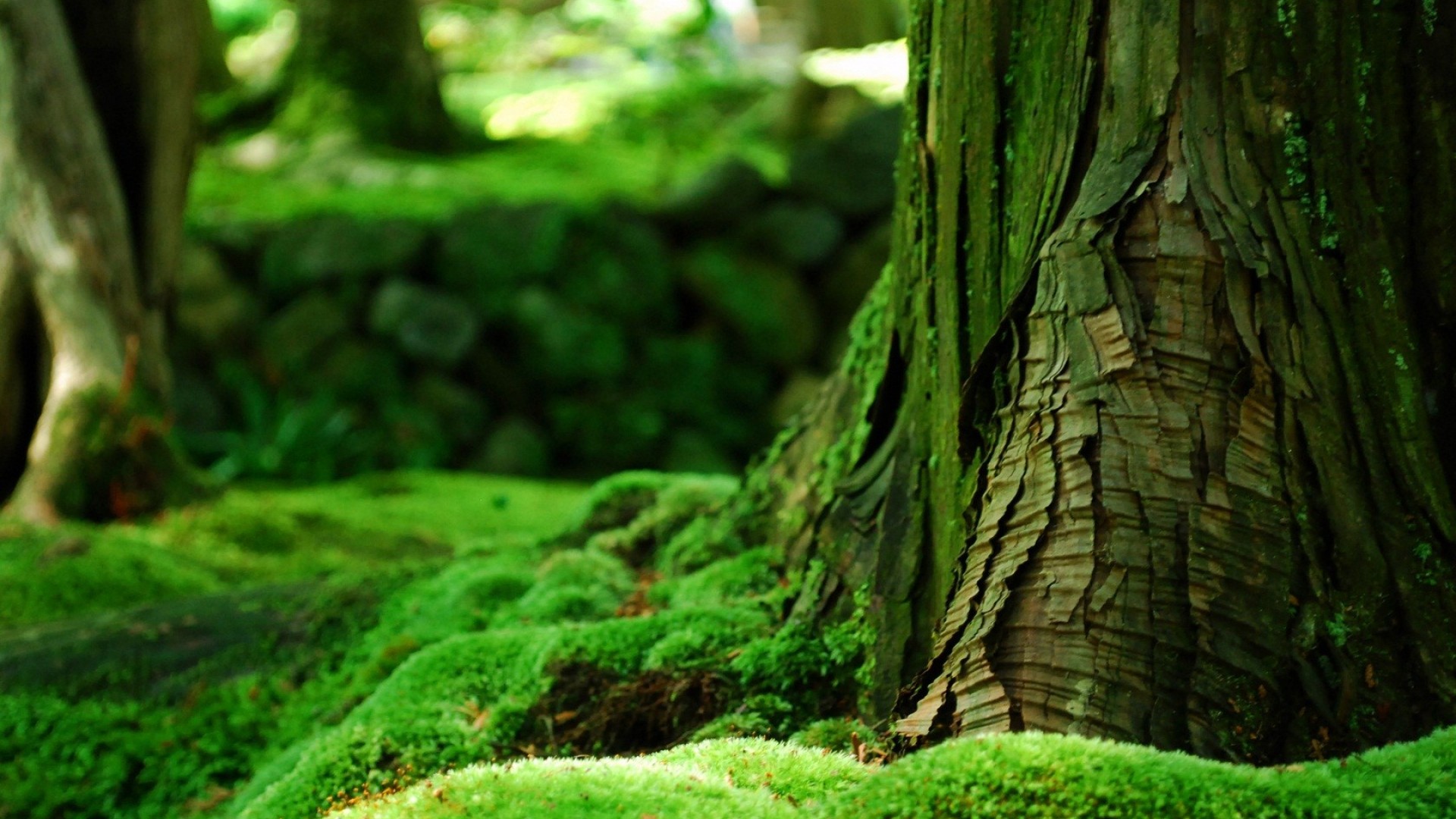 Desktop Green Nature High Quality Cool With Hd Images Free Download ...