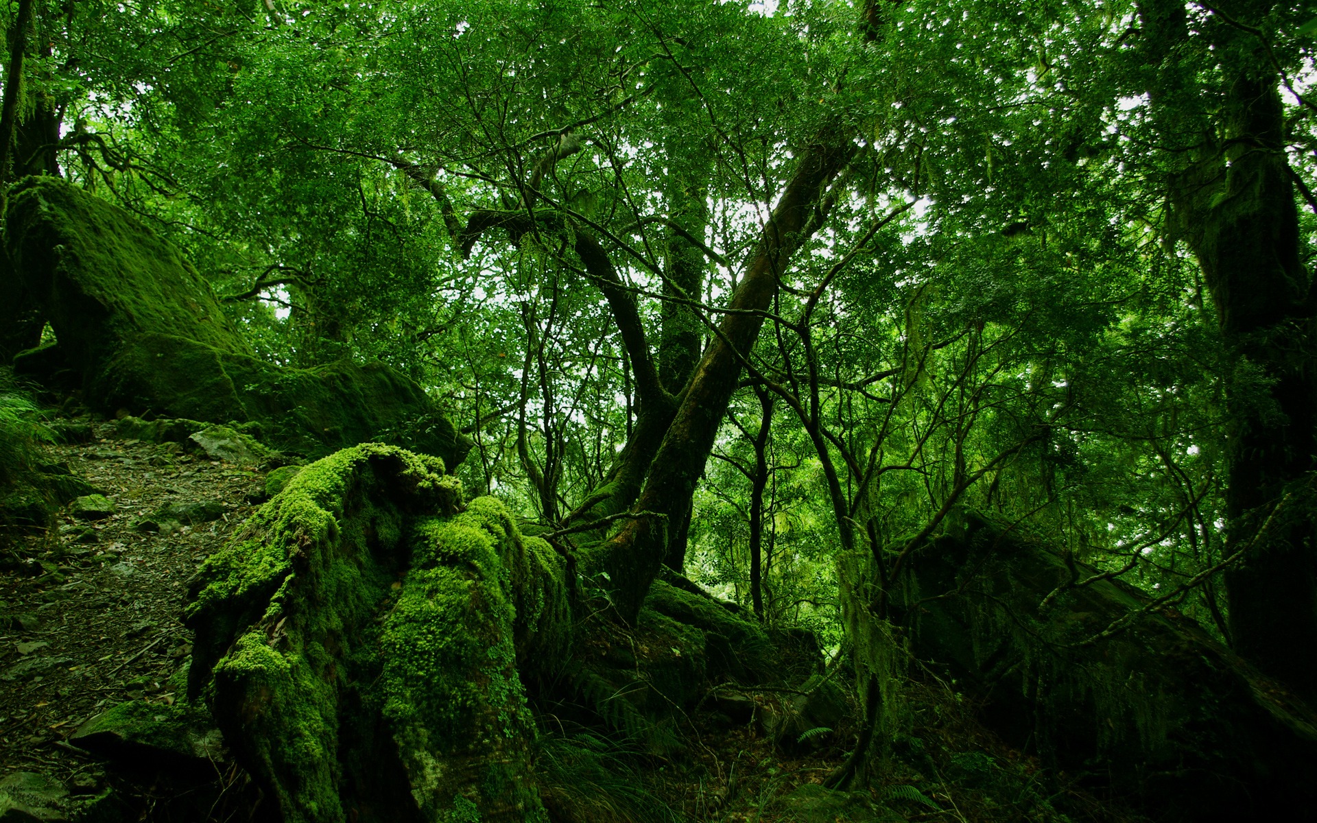 Wallpaper green nature wallpapers for free download about (3,860 ...