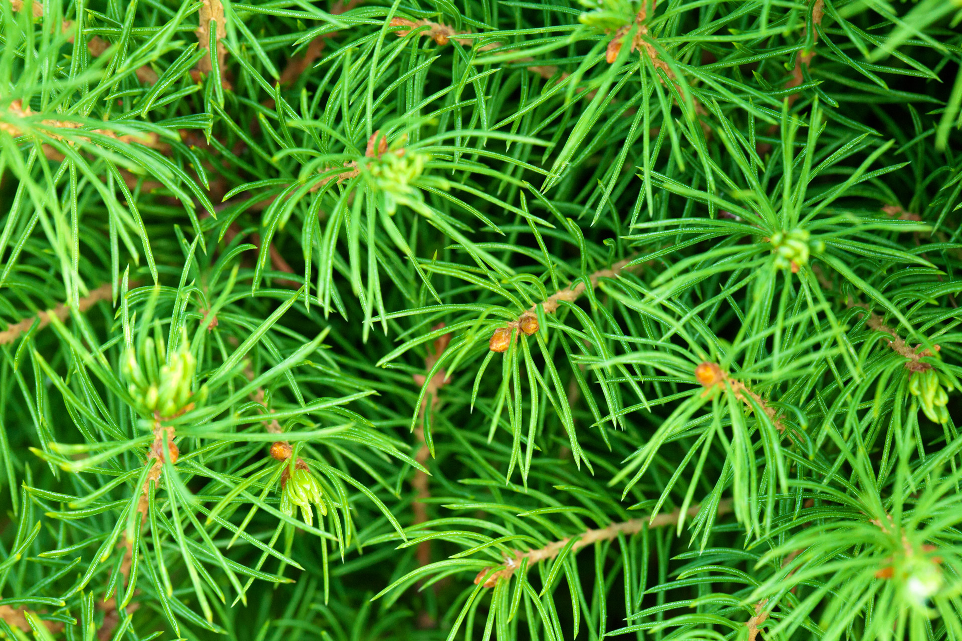 Green Needles Background Free Stock Photo - Public Domain Pictures