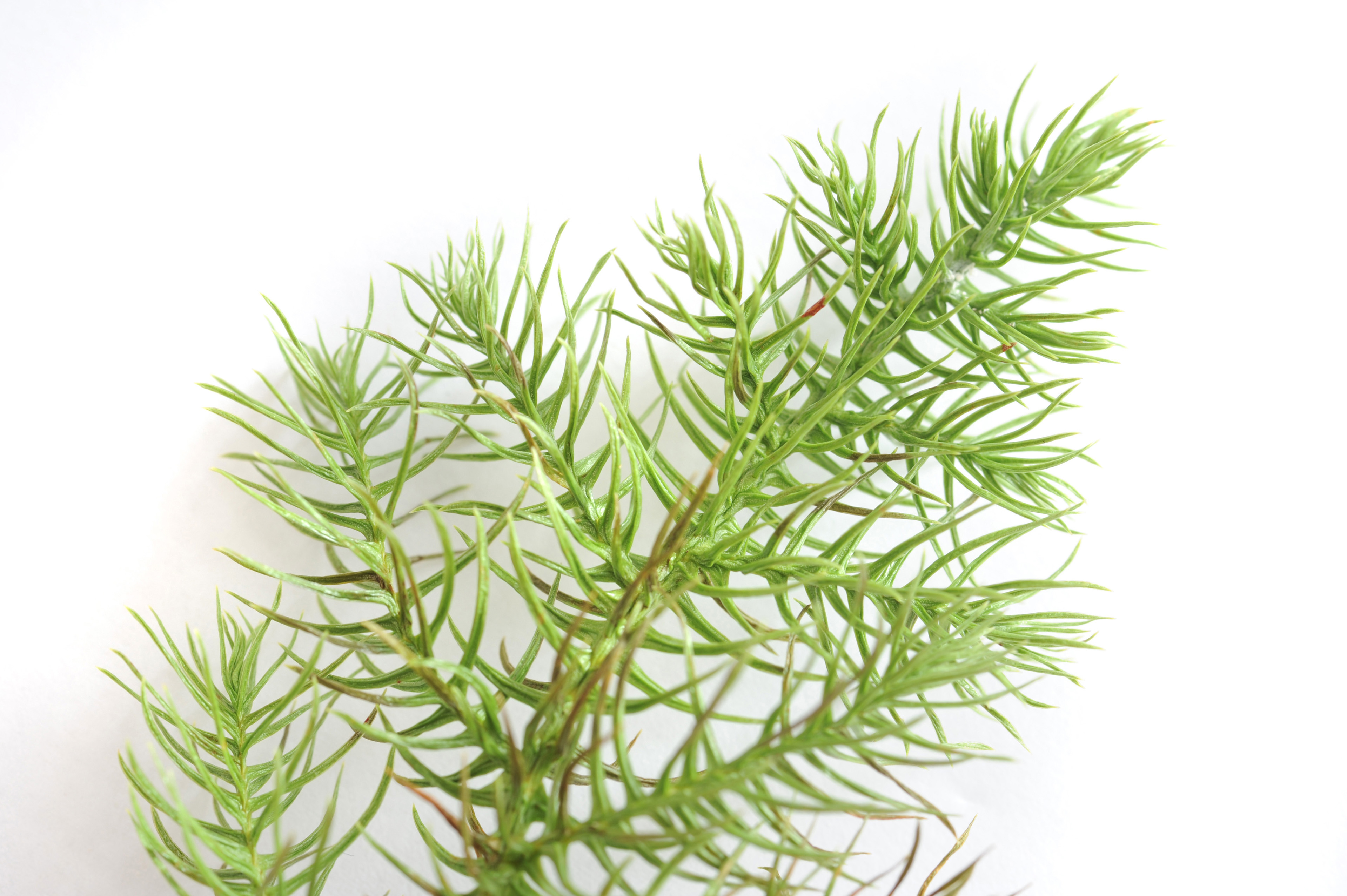 Image of Fresh green needles of a Norfolk Island Pine | Freebie ...