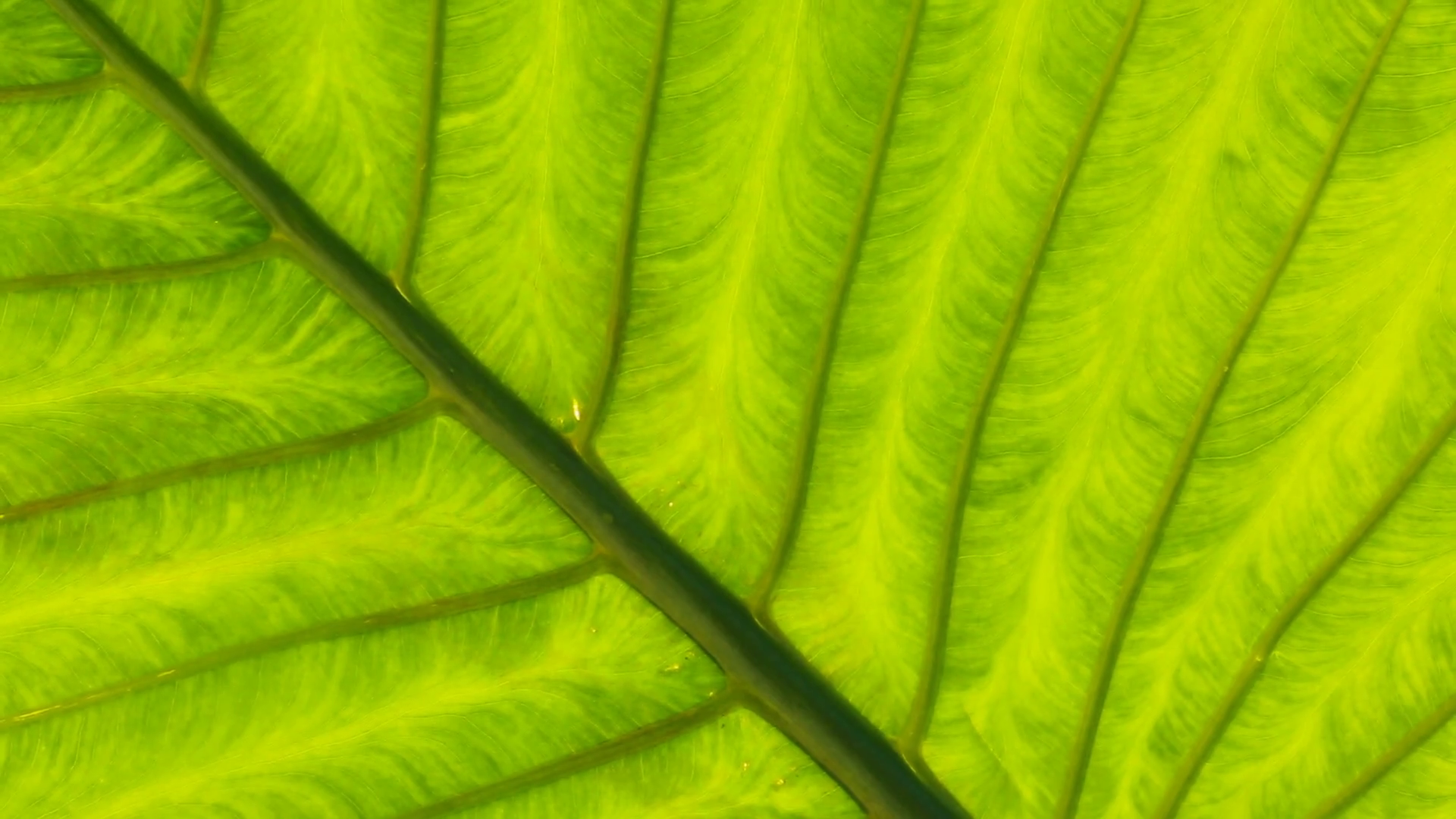 Green tropical leaf background. Pattern and texture of a large ...