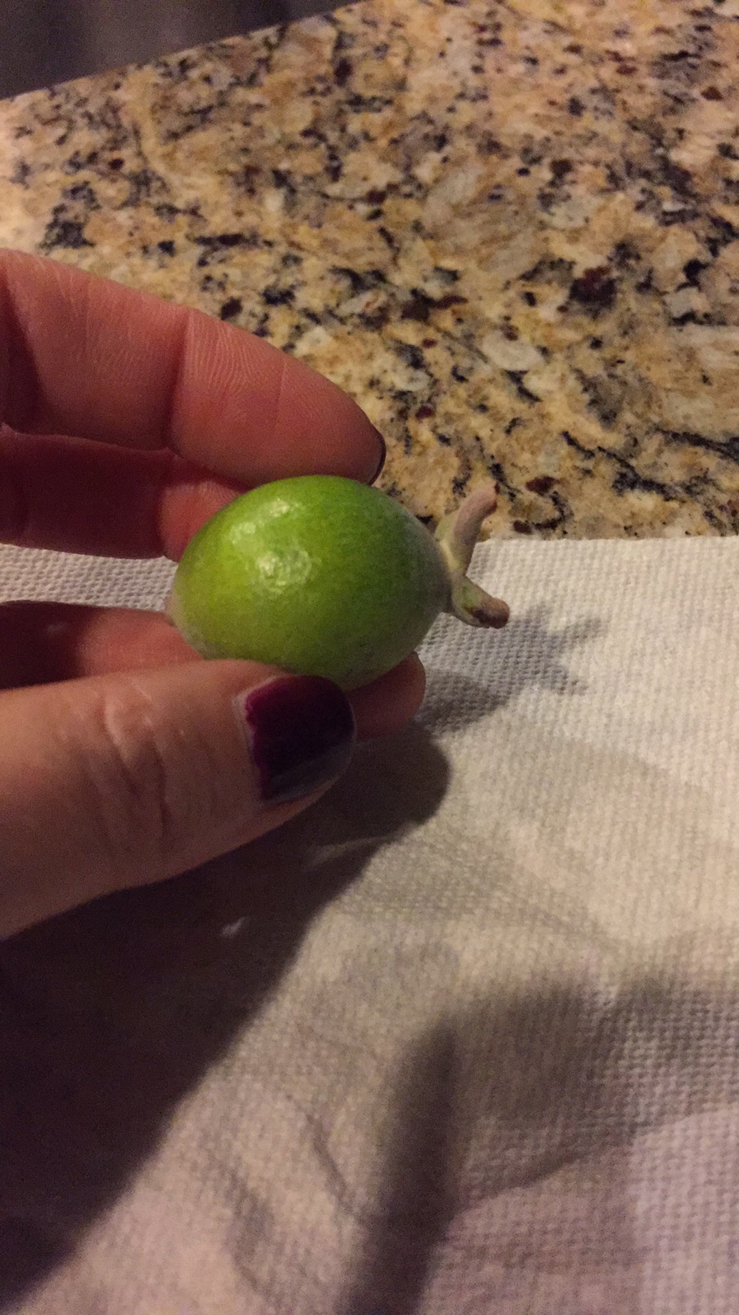 identification - What is this oval, small green fruit? - Gardening ...