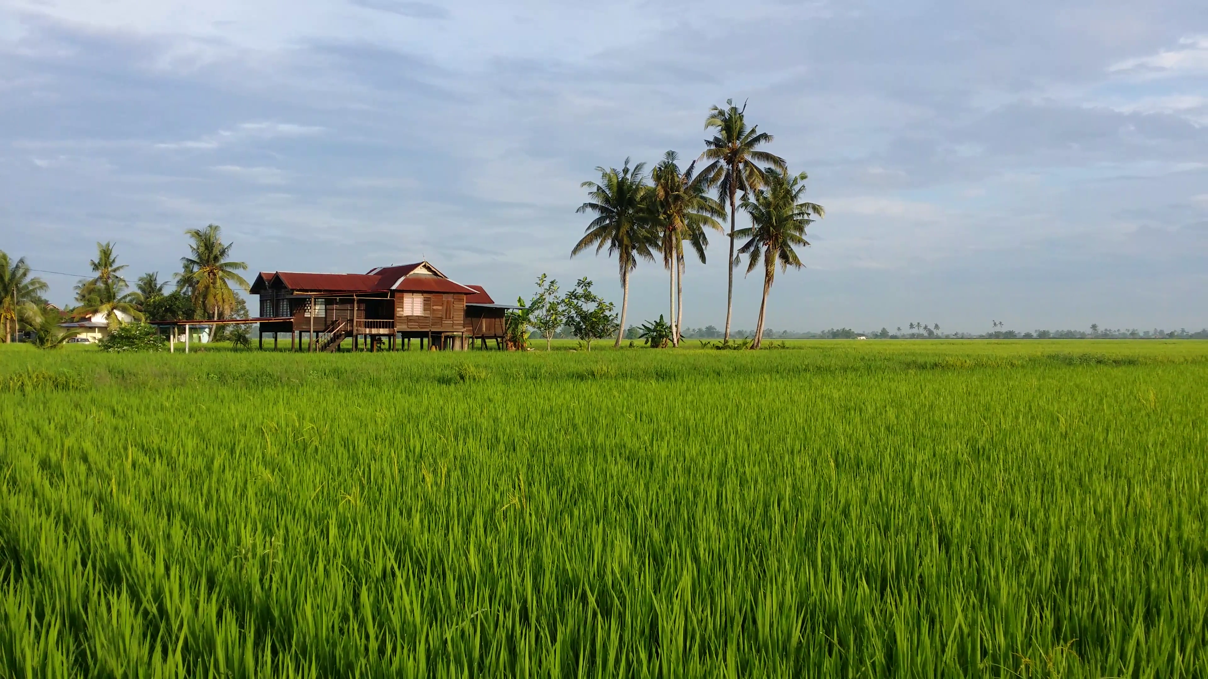 A house by the green paddy field, panning left to right, 4k ...