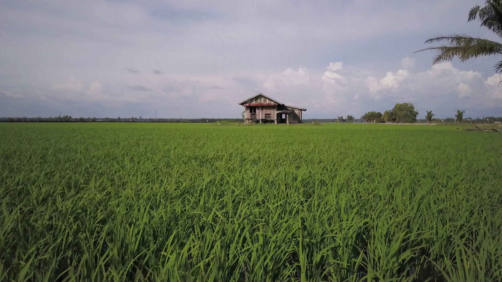 Abandoned house surrounded by green paddy fields. Static camera ...