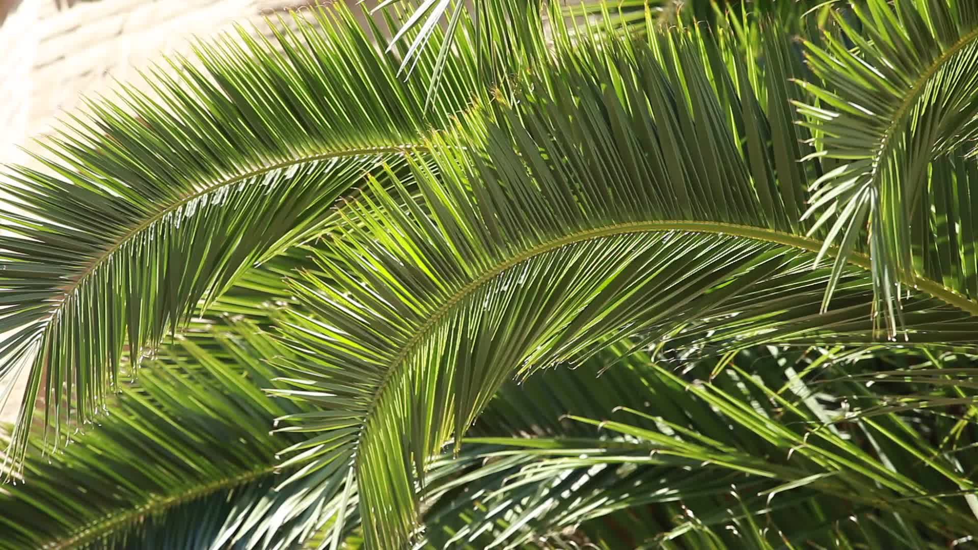 Video: Green palm tree leaves in the wind and architectural ...