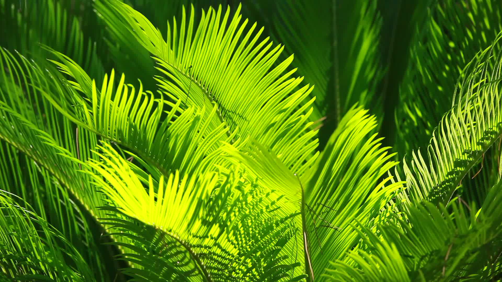 green-and-bright-palm-leaves-footage-012103190_prevstill | Friends ...