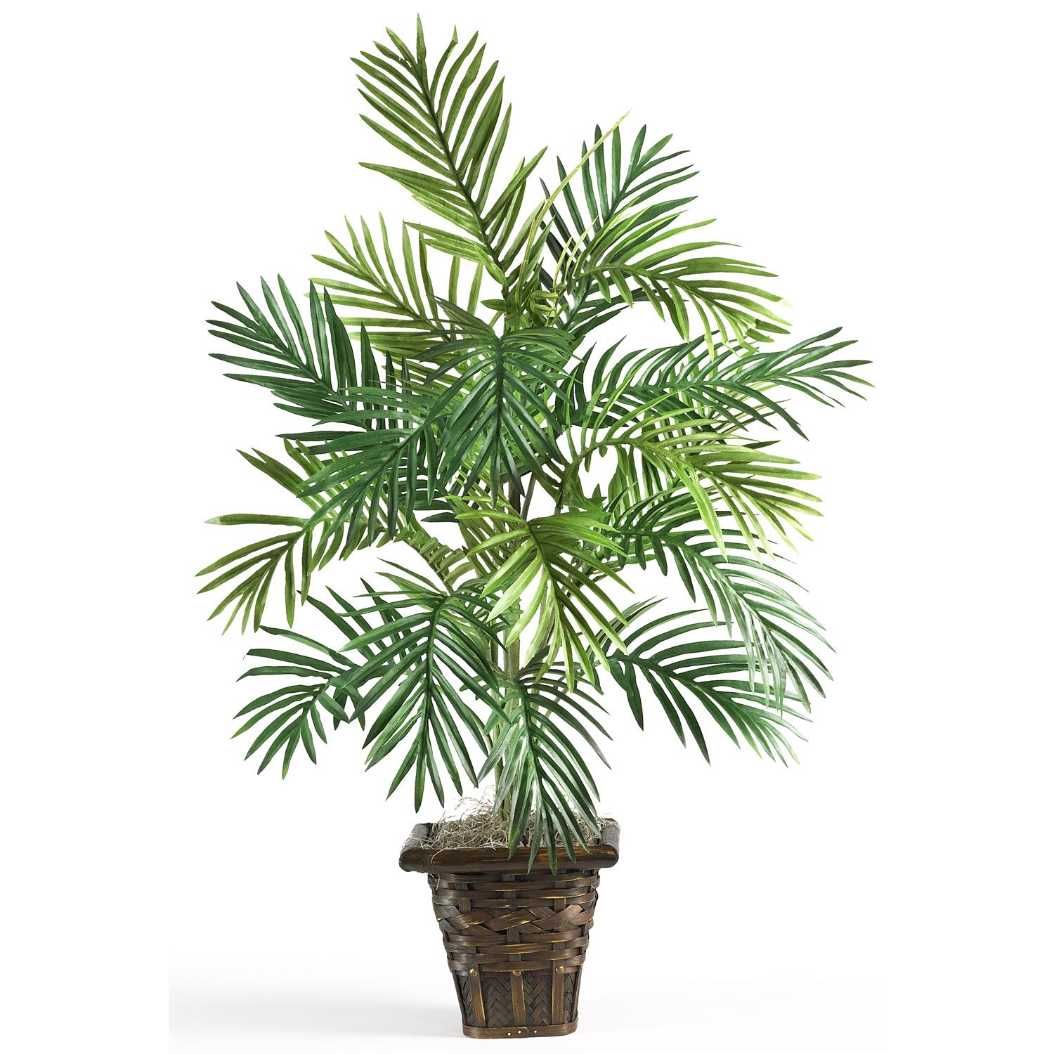 areca-palm.jpg (1500×1500) | tree cut out/ Cambodian Plants | Pinterest