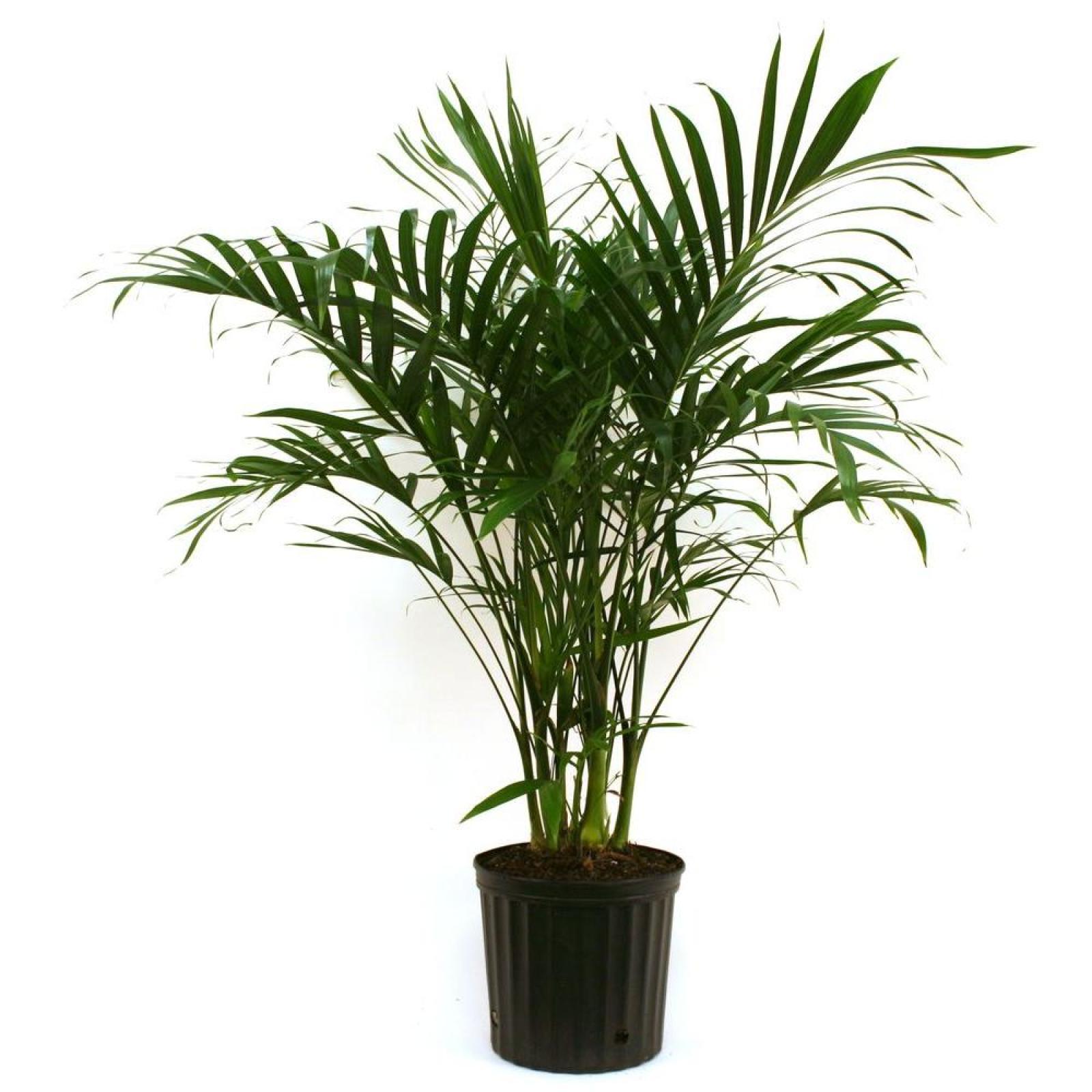 Delray Plants Cateracterum Palm in 9.25 In. Grower Pot | eBay