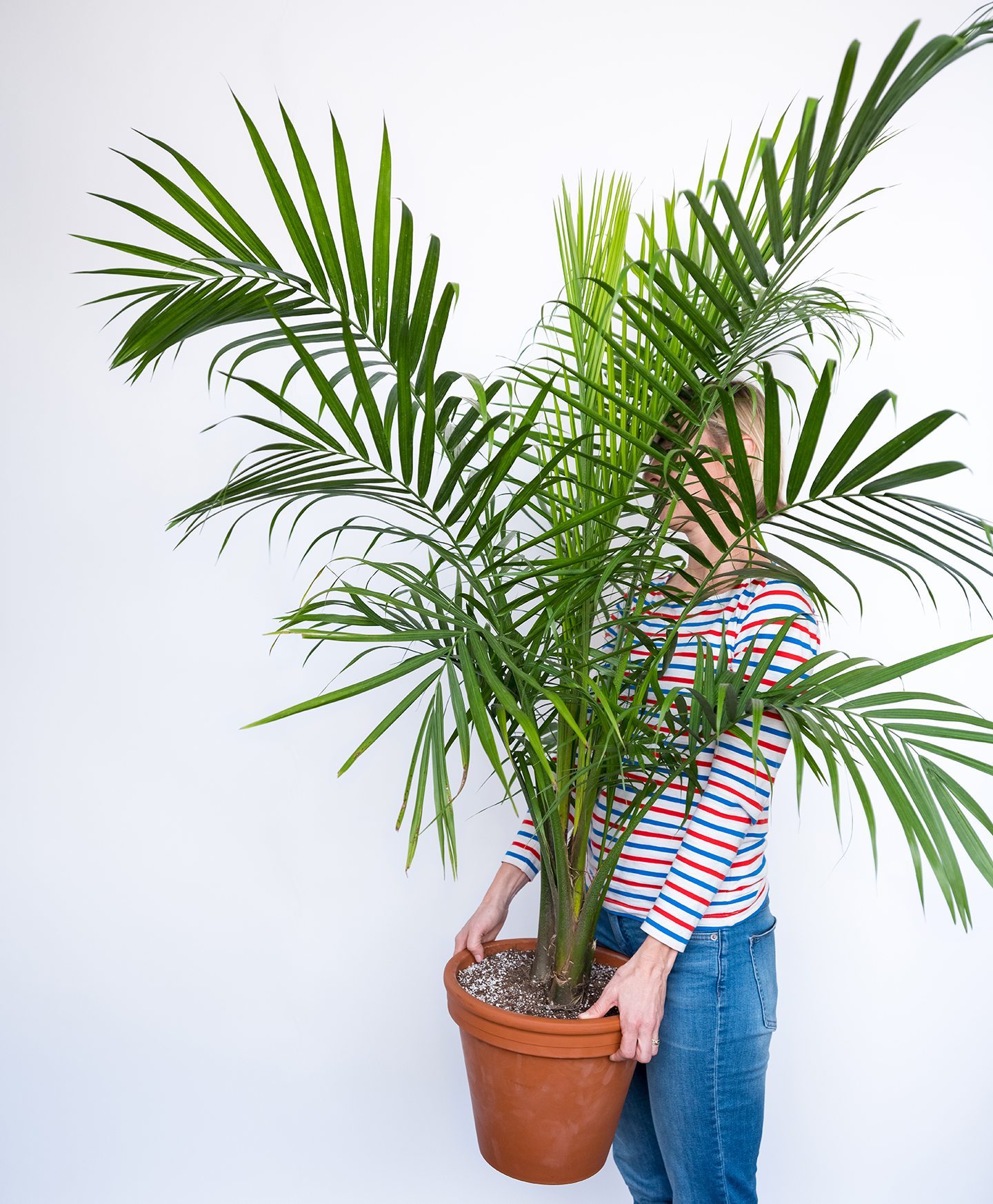 Buy Large, Potted Majesty Palm Indoor Plant | Bloomscape
