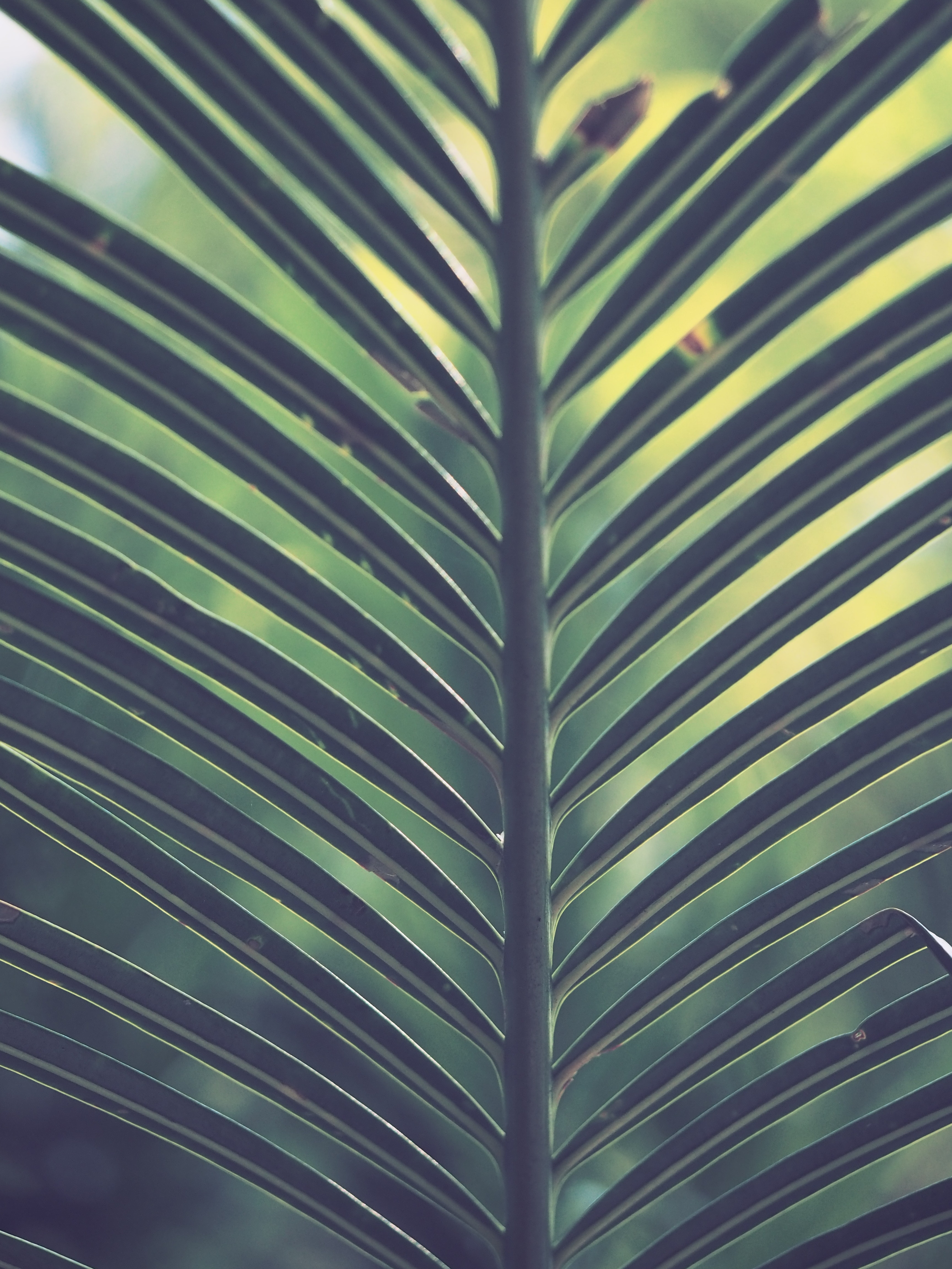 Green palm plant photo