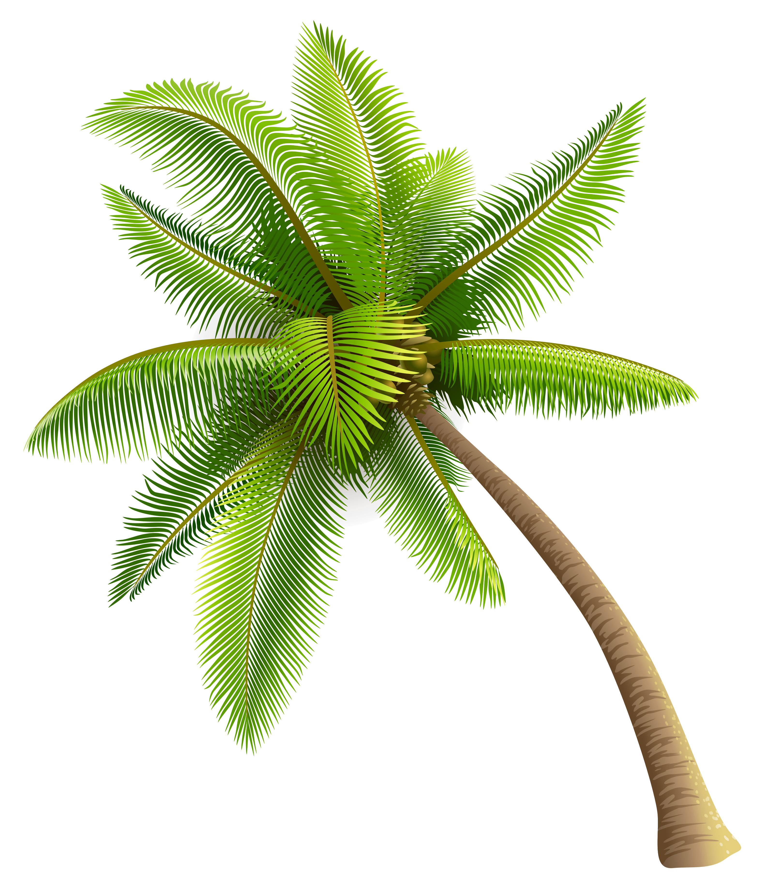 Green Palm Tree PNG Clipart | Gallery Yopriceville - High-Quality ...