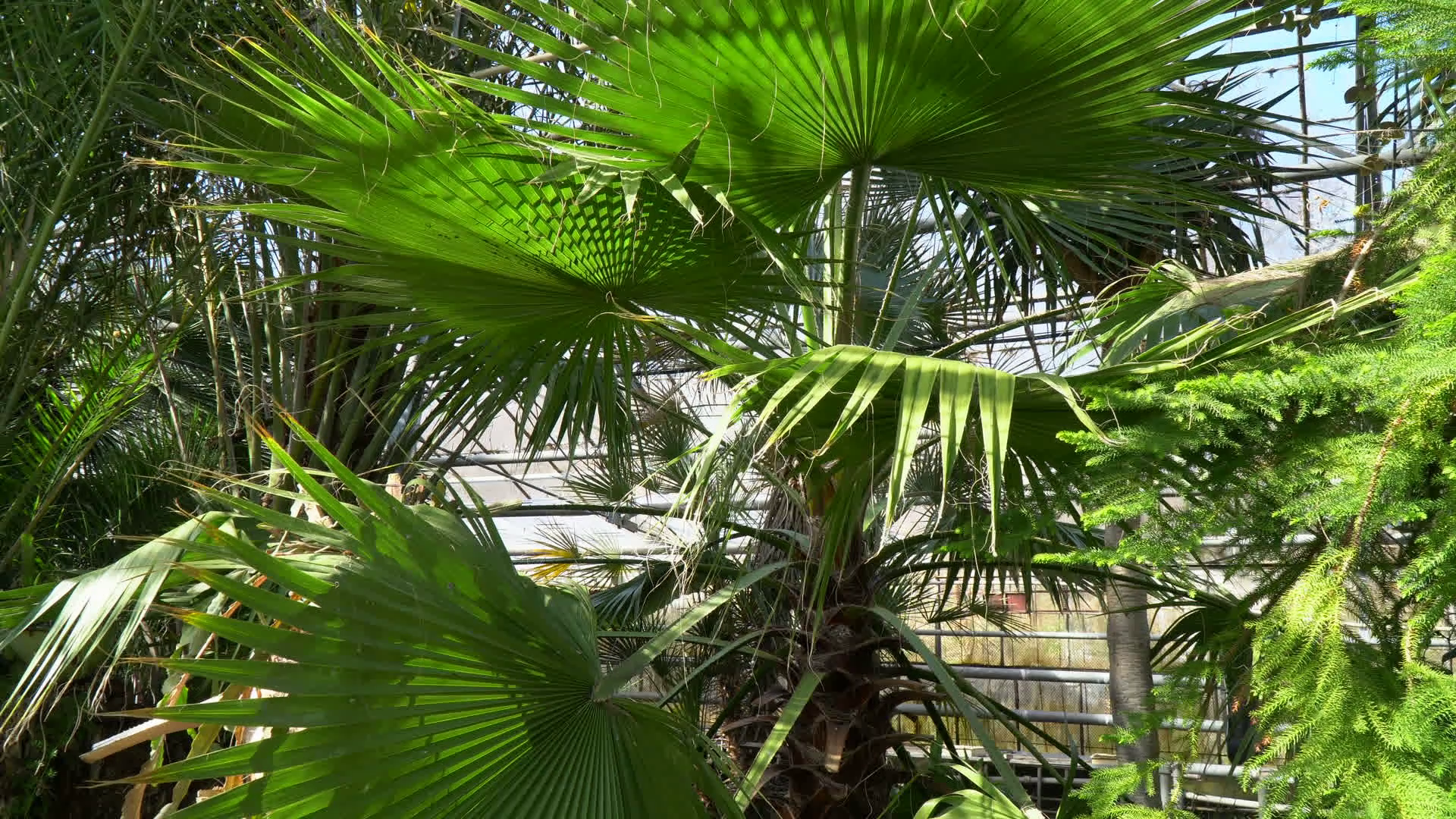 Green palm trees and coniferous trees in the botanical garden Stock ...