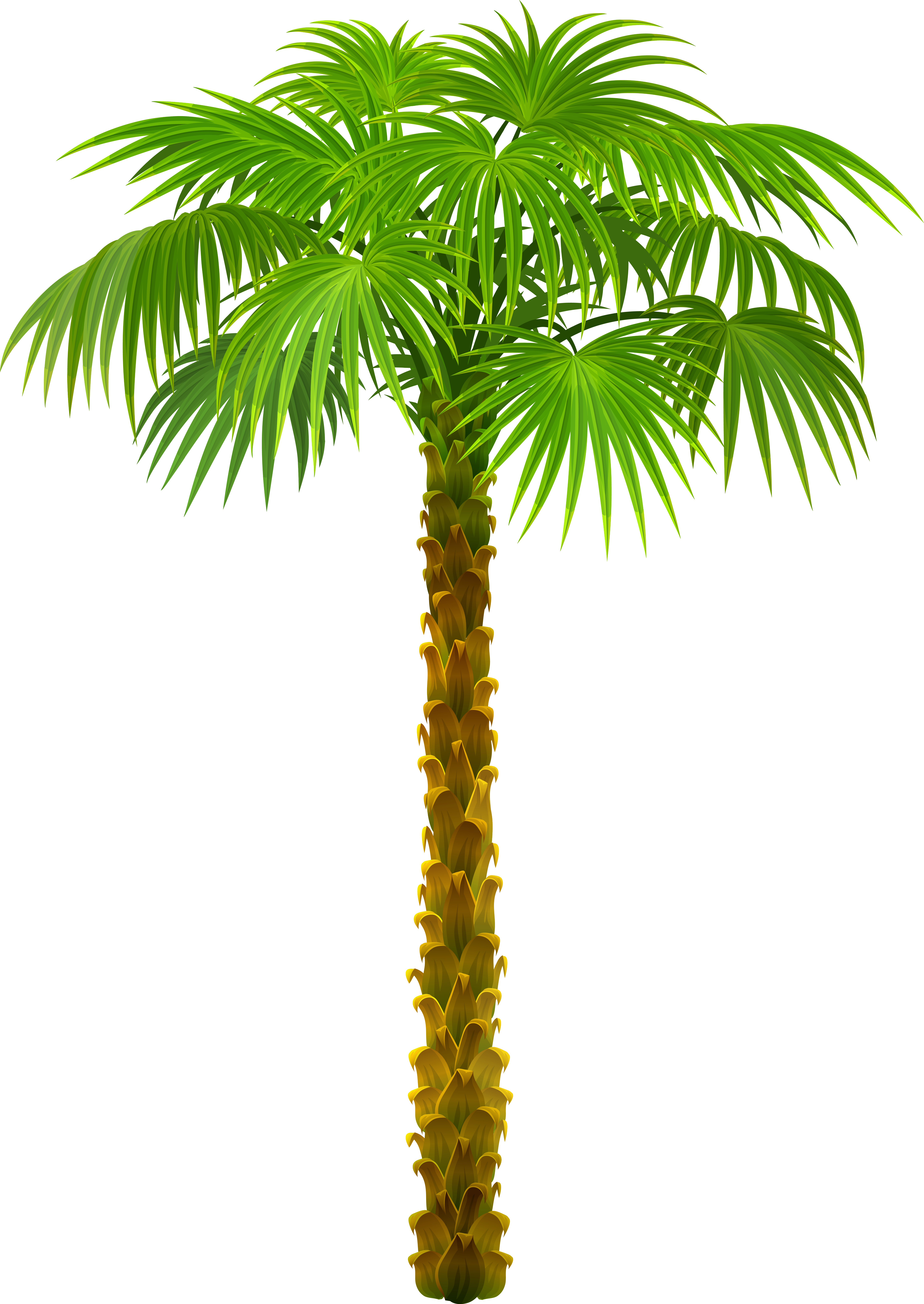 Palm Tree PNG Clipart Picture | Gallery Yopriceville - High-Quality ...