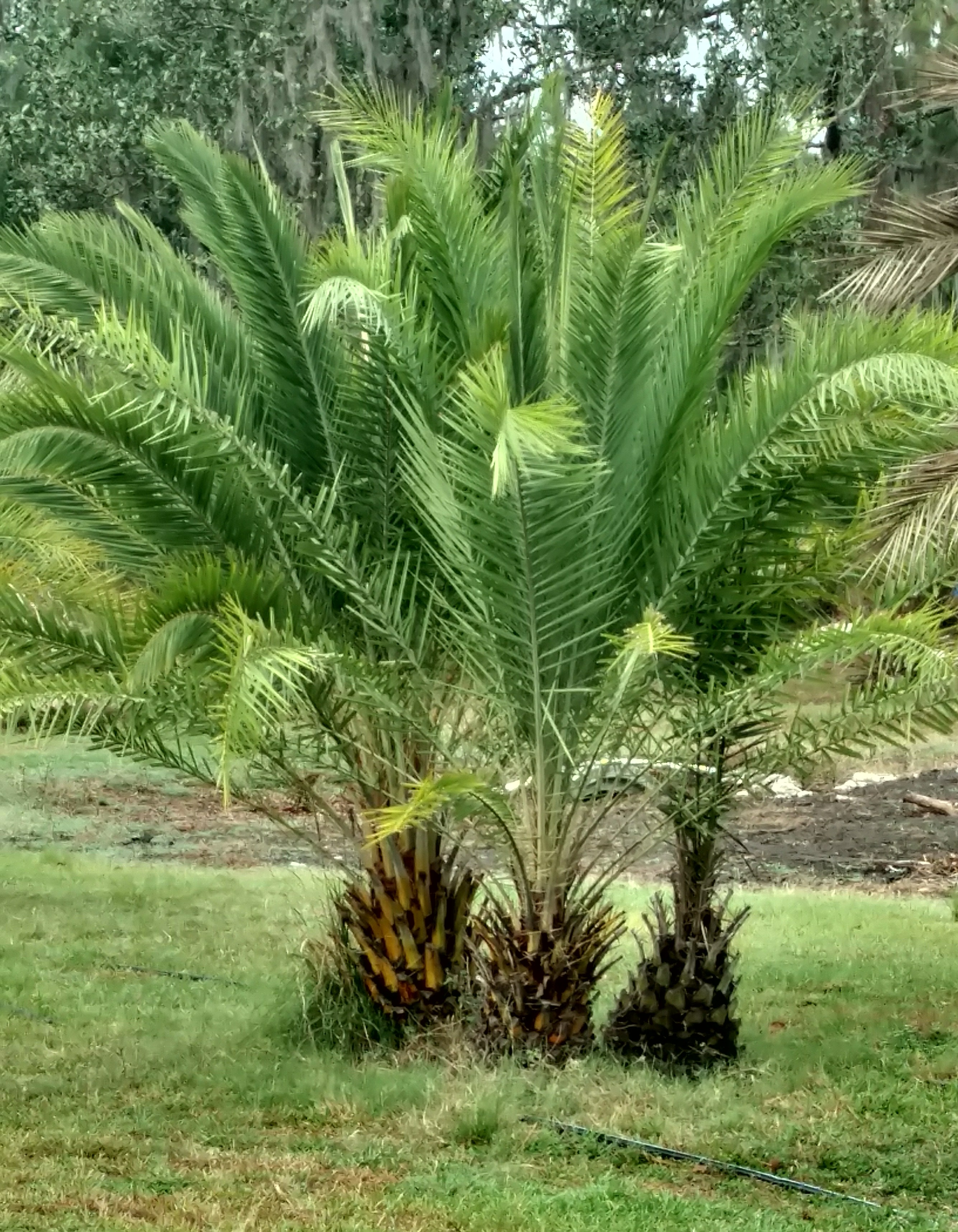 Sylvester Palm Tree – Hardy Palm Tree Farm