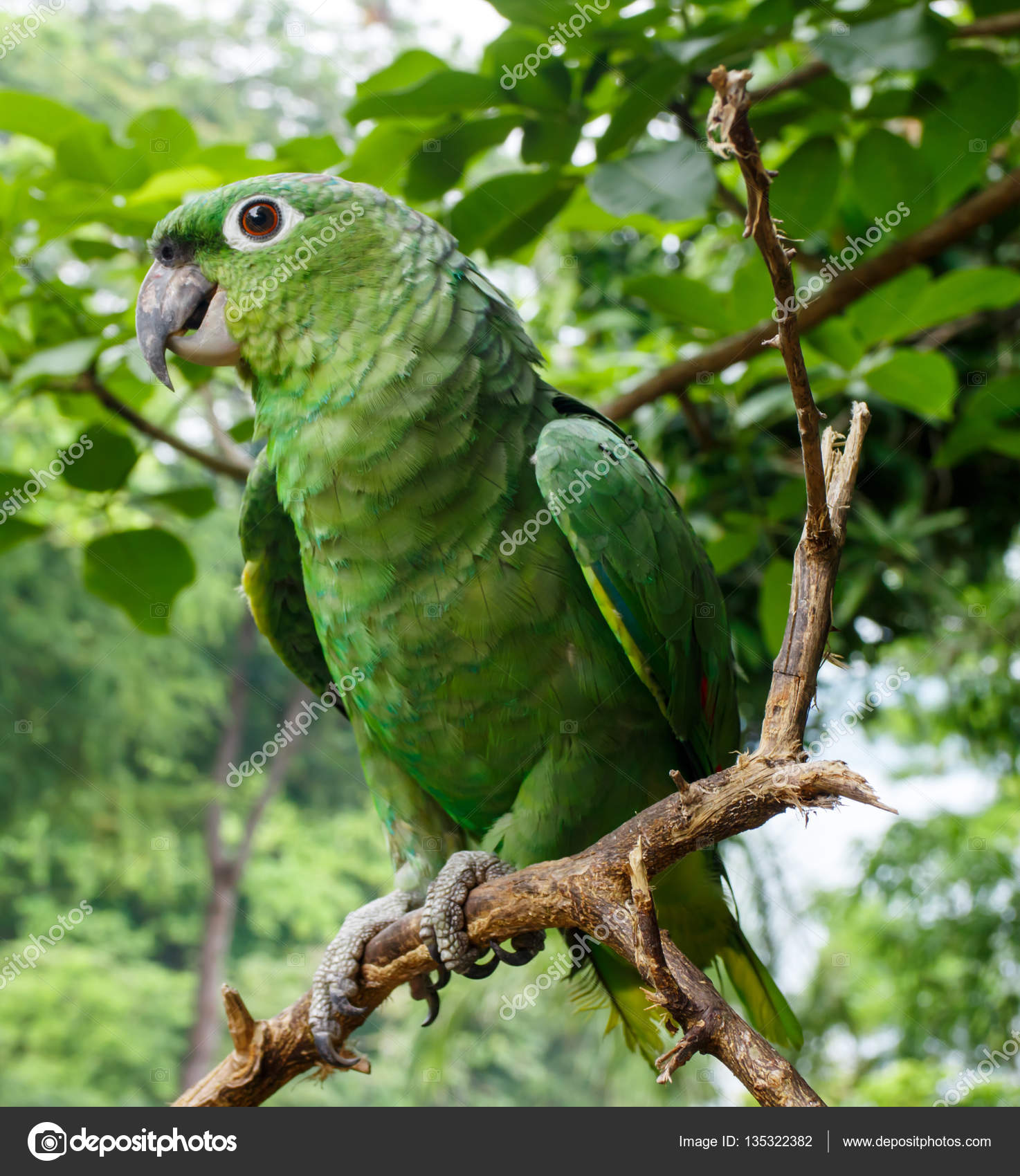 Green parrot photo
