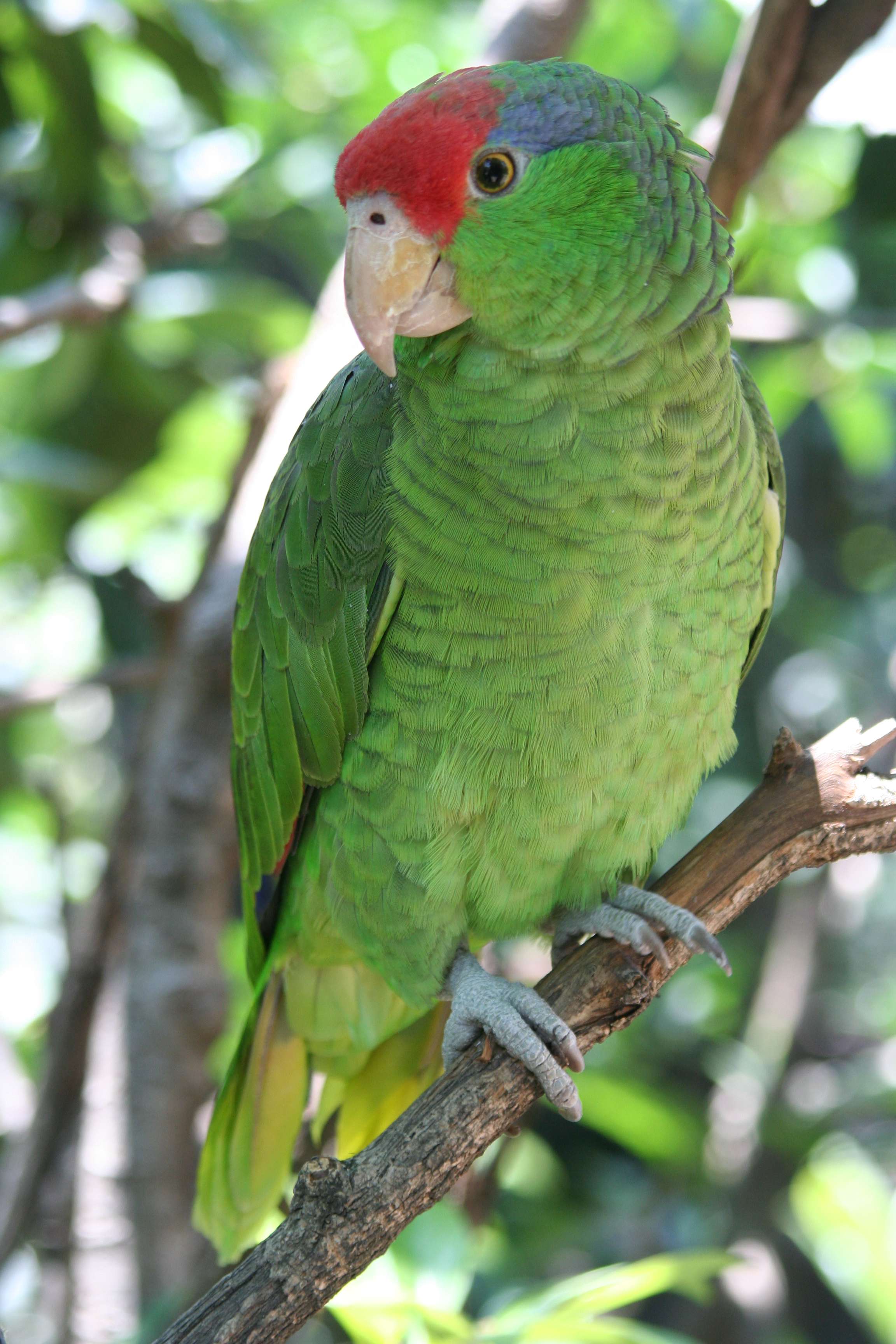 Green Parrots | Yanto Weblog