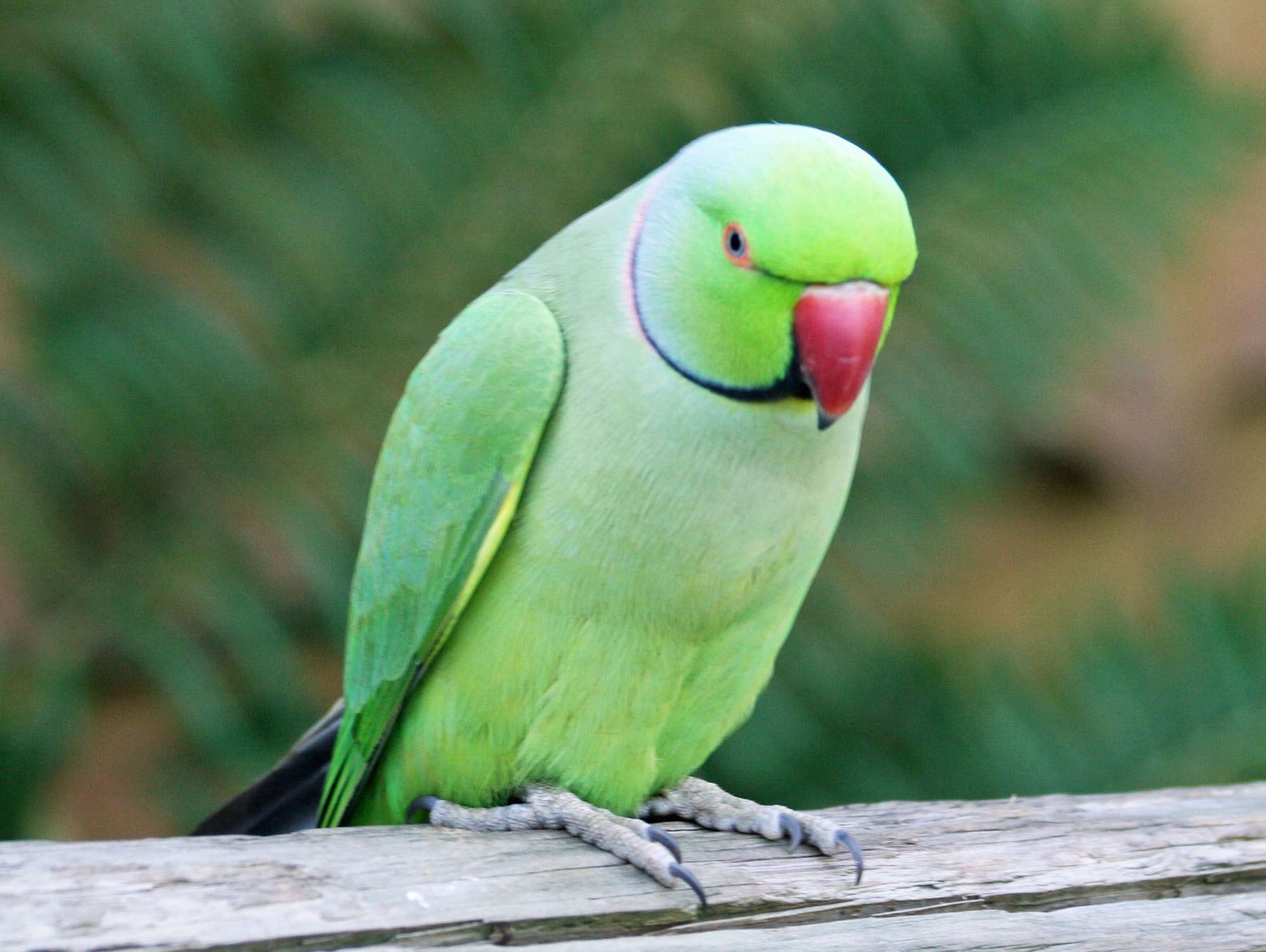 Cute Green Parrot - Imgur