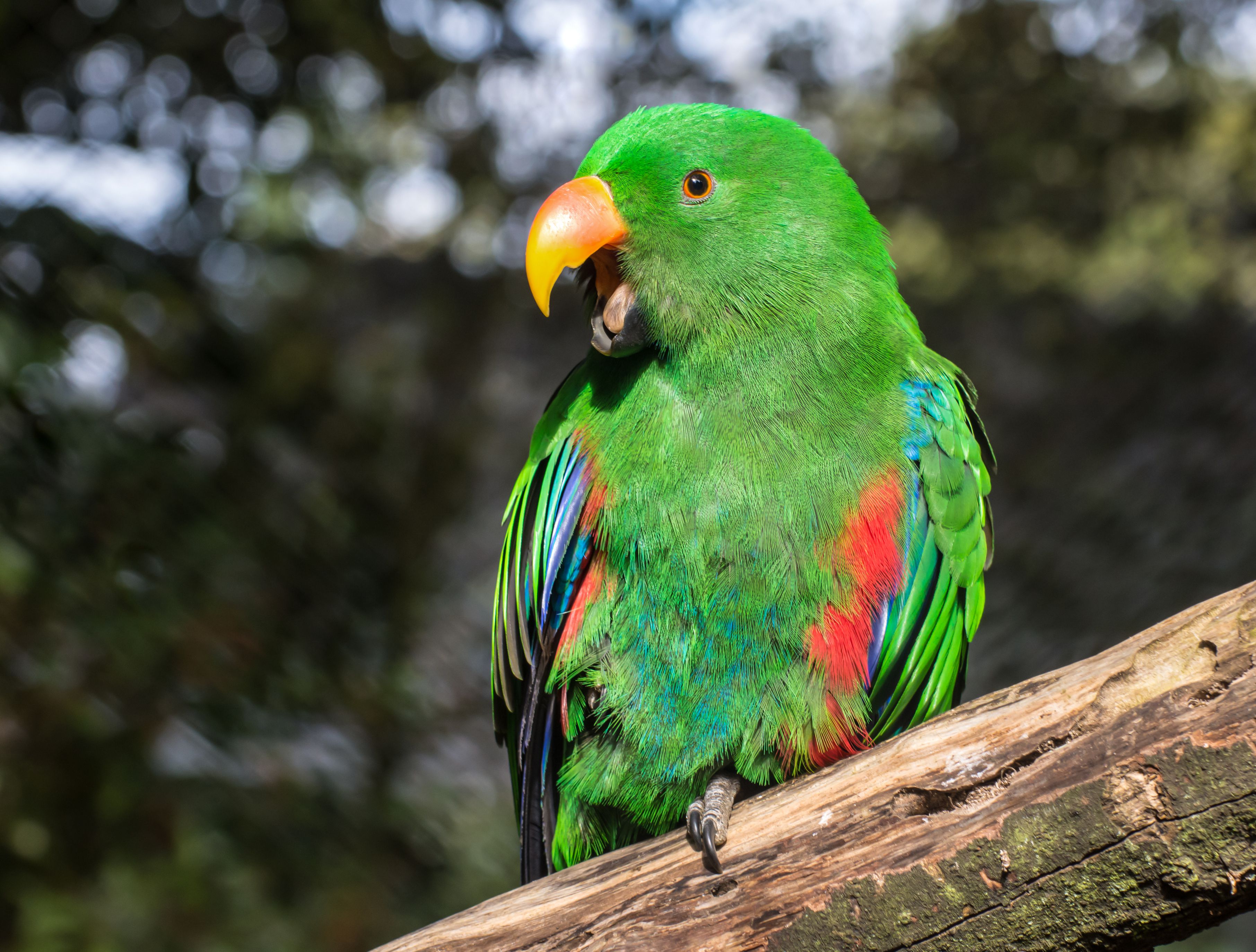 How to Identify Common Green Parrots