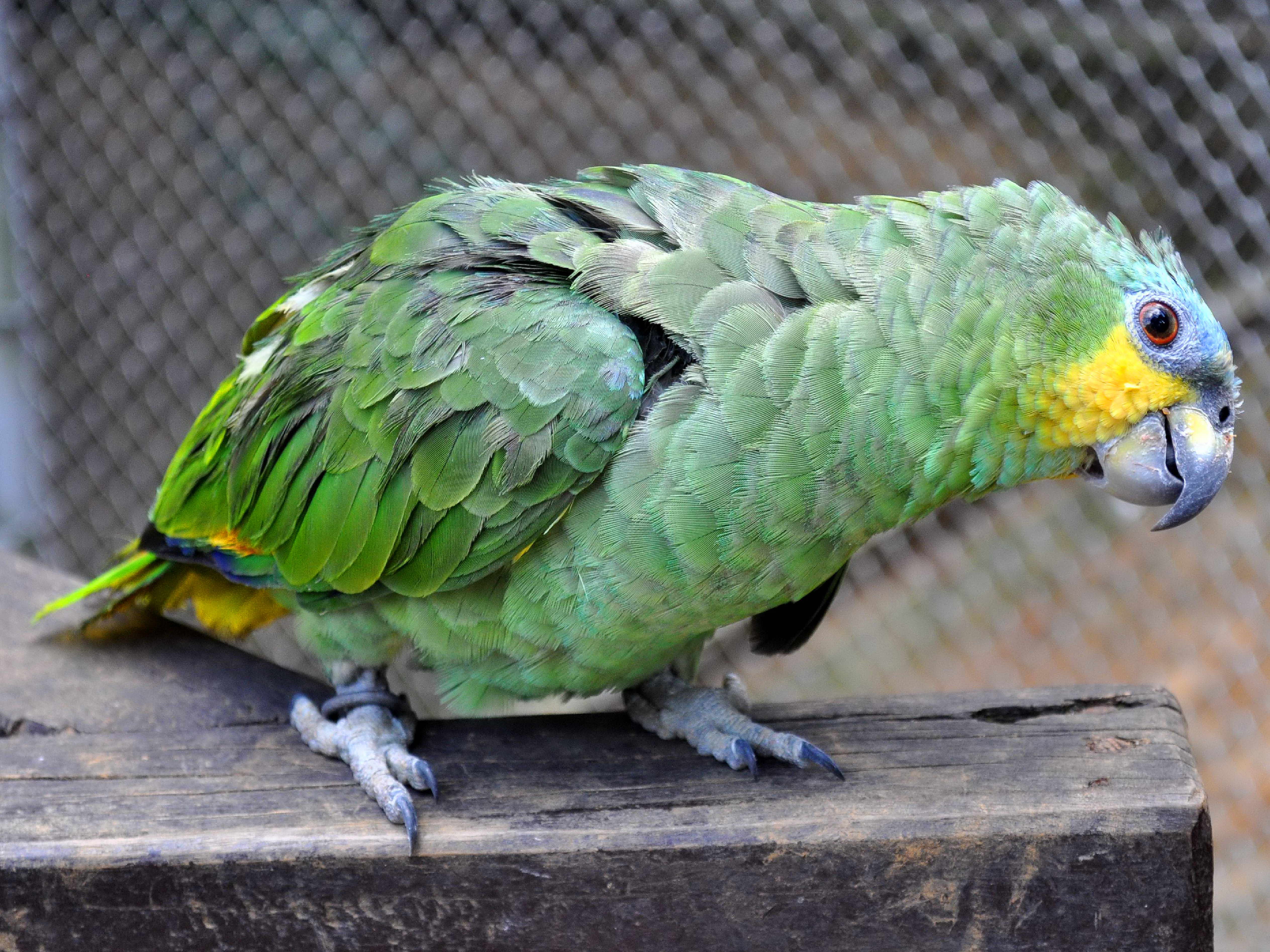 Free picture: cute, big, green, parrot