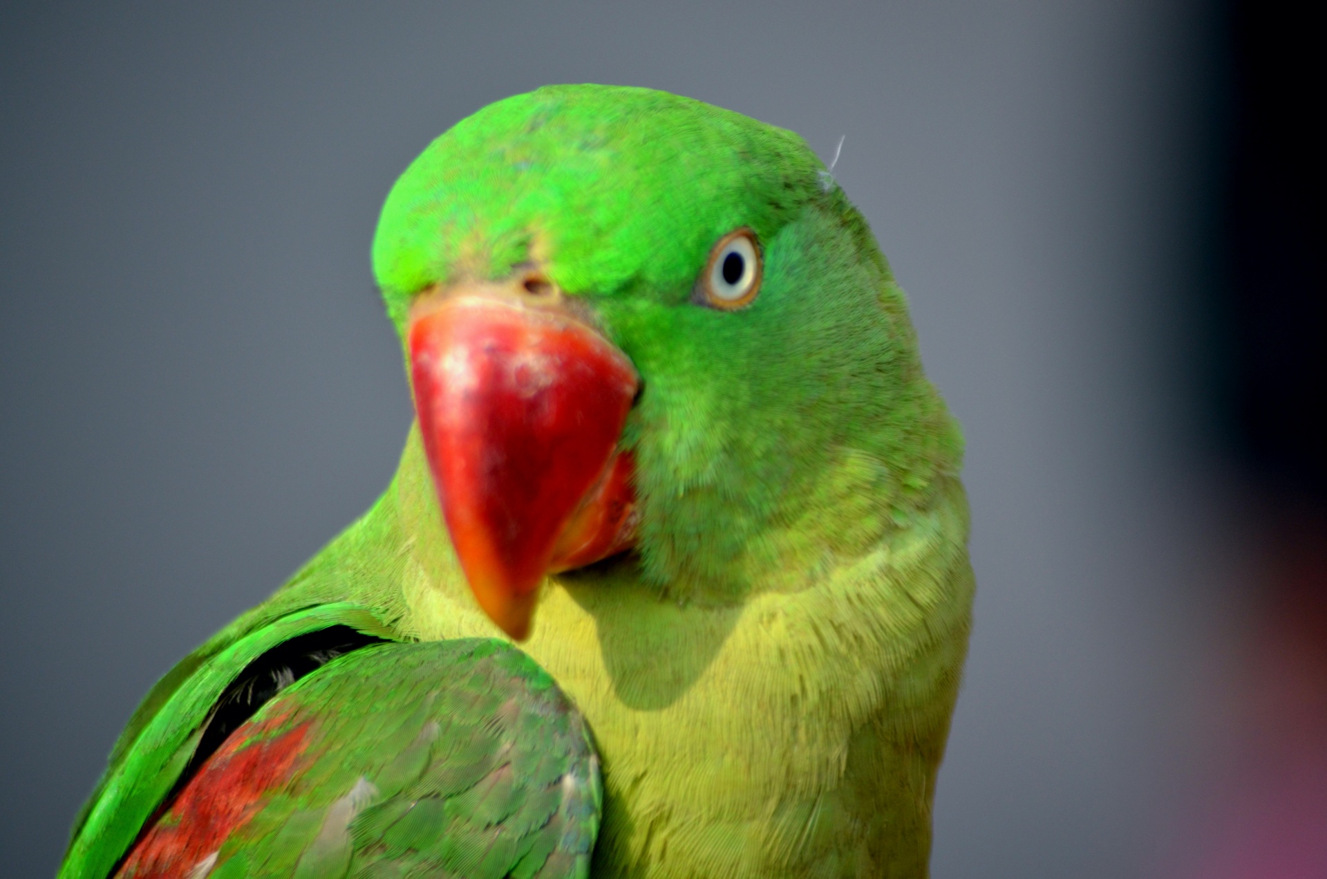 Green Parrot Free Stock Photo - Public Domain Pictures