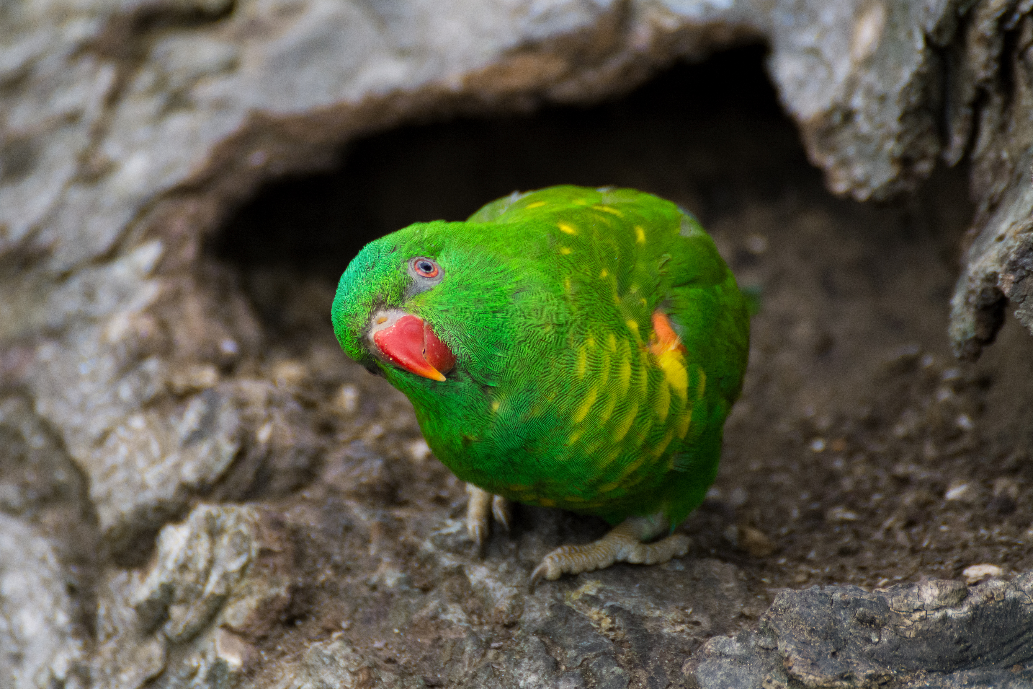 Green parrot photo
