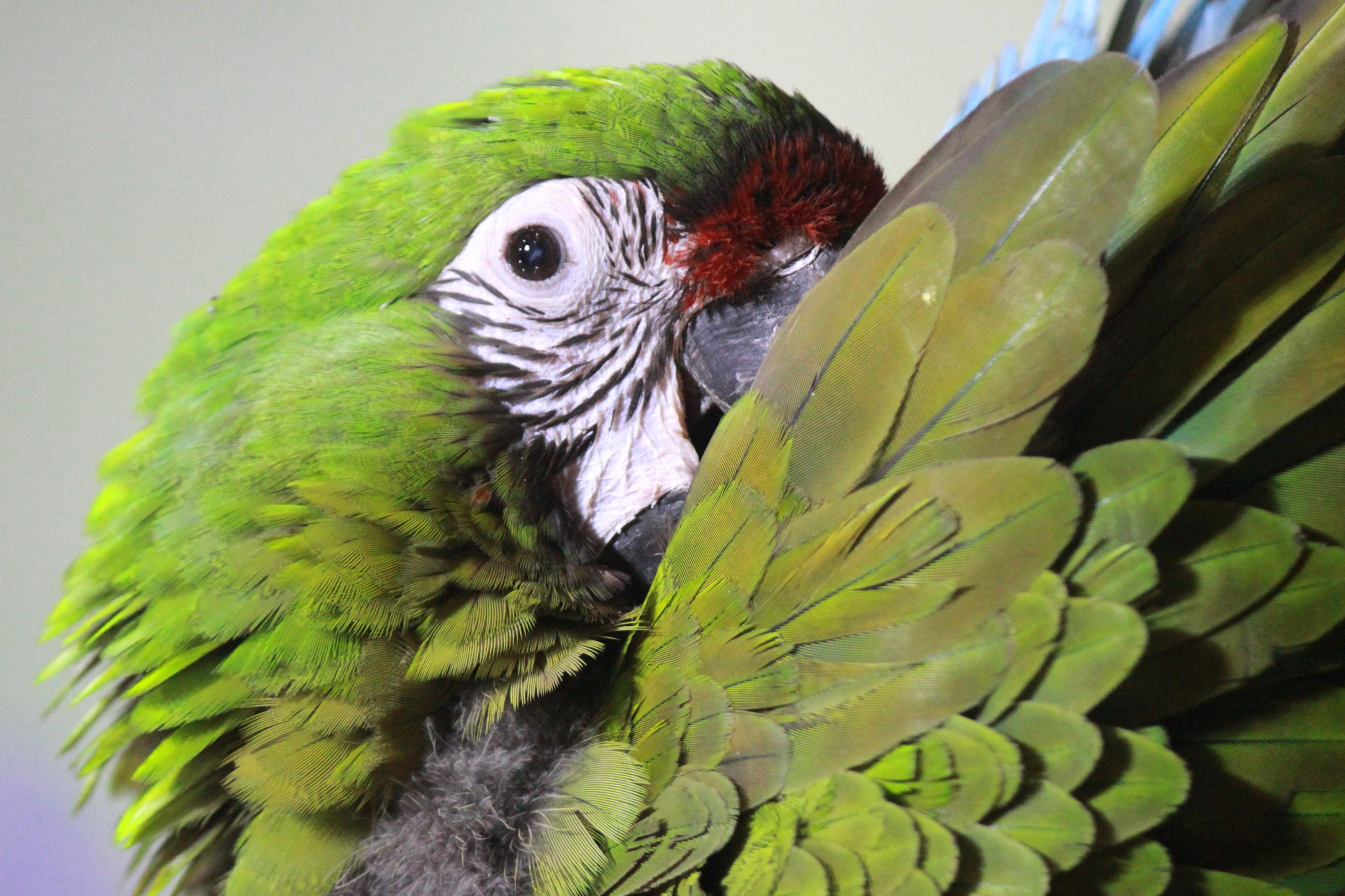 Free picture: green, parrot, macaw, bird, beak, colorful, animal