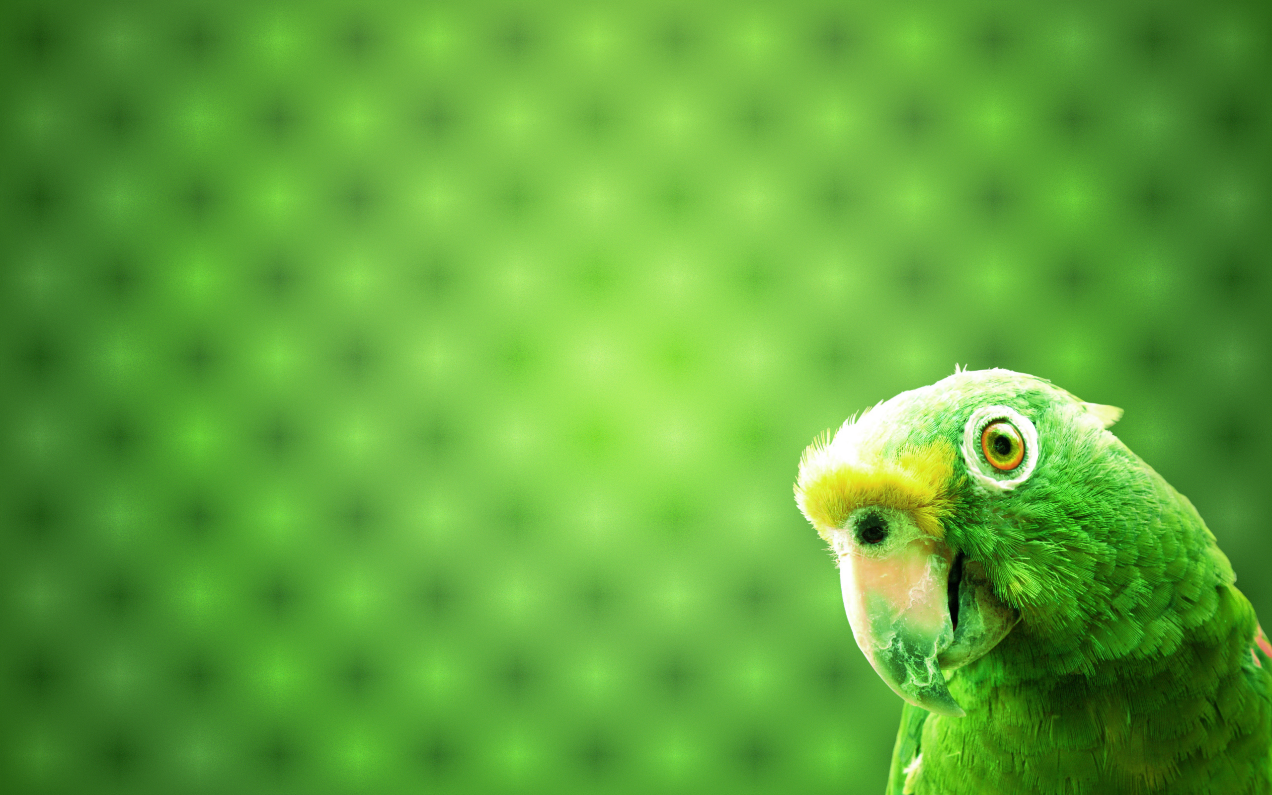 Green Parrot HD Wallpaper, Background Images