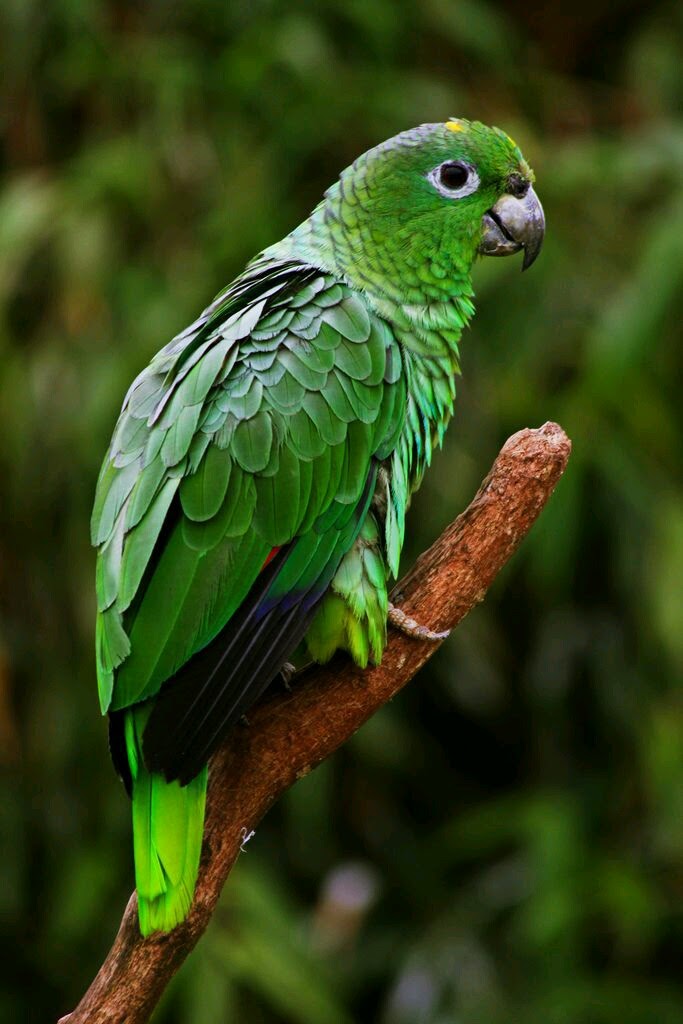 Free Photo Green Parrot Bird Green Parrot Free Download Jooinn