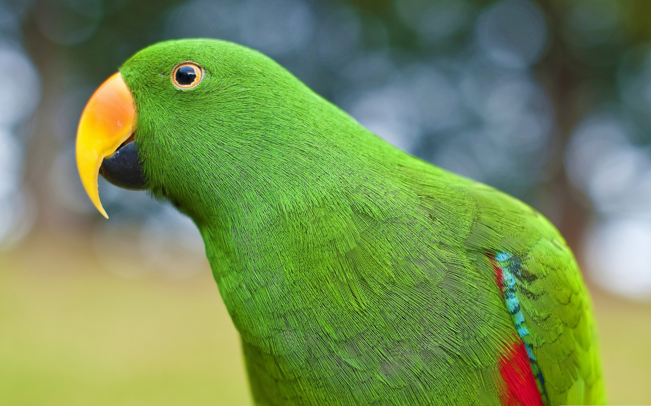 Green parrot / 2560 x 1600 / Animals / Photography | MIRIADNA.COM