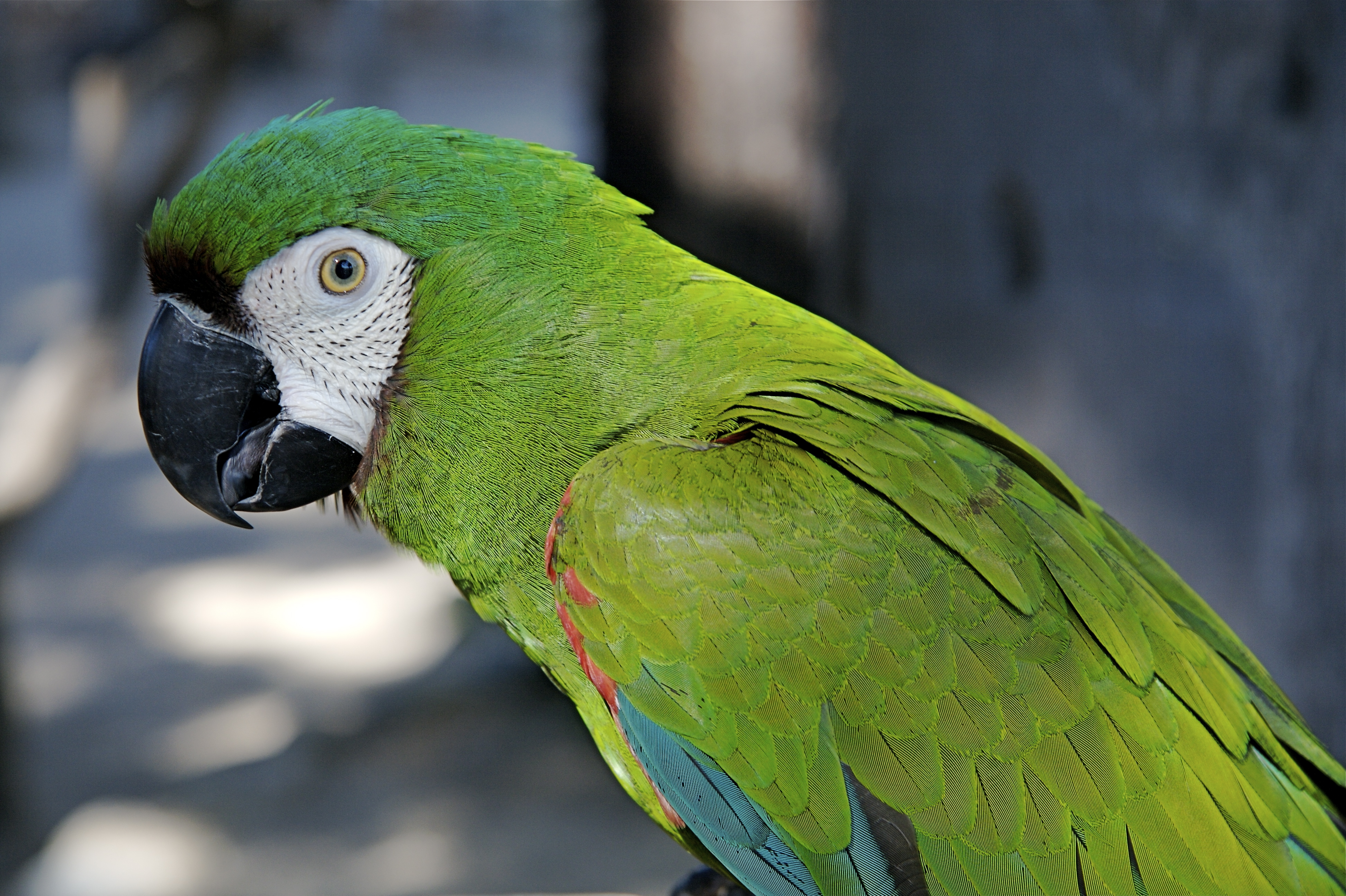 Macaw Bolivian Green Parrot - Bird Breeds Central