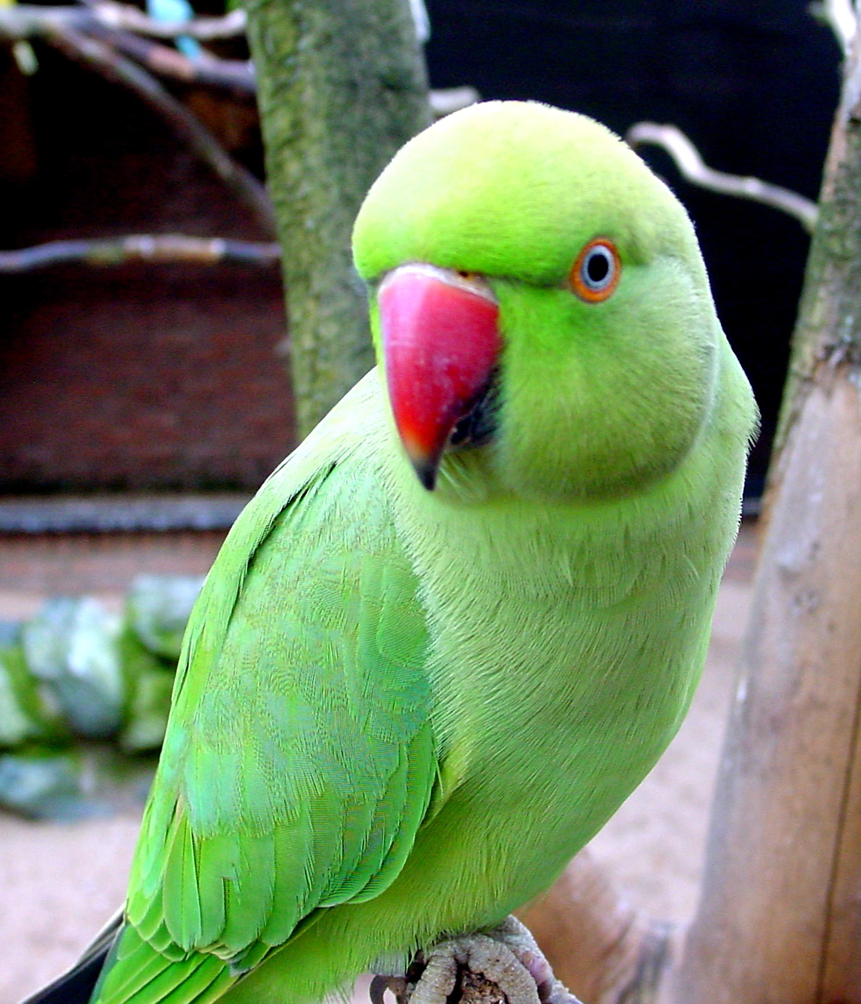 Desktop Wallpaper Green Parrot #h620009 | Animals HD Images