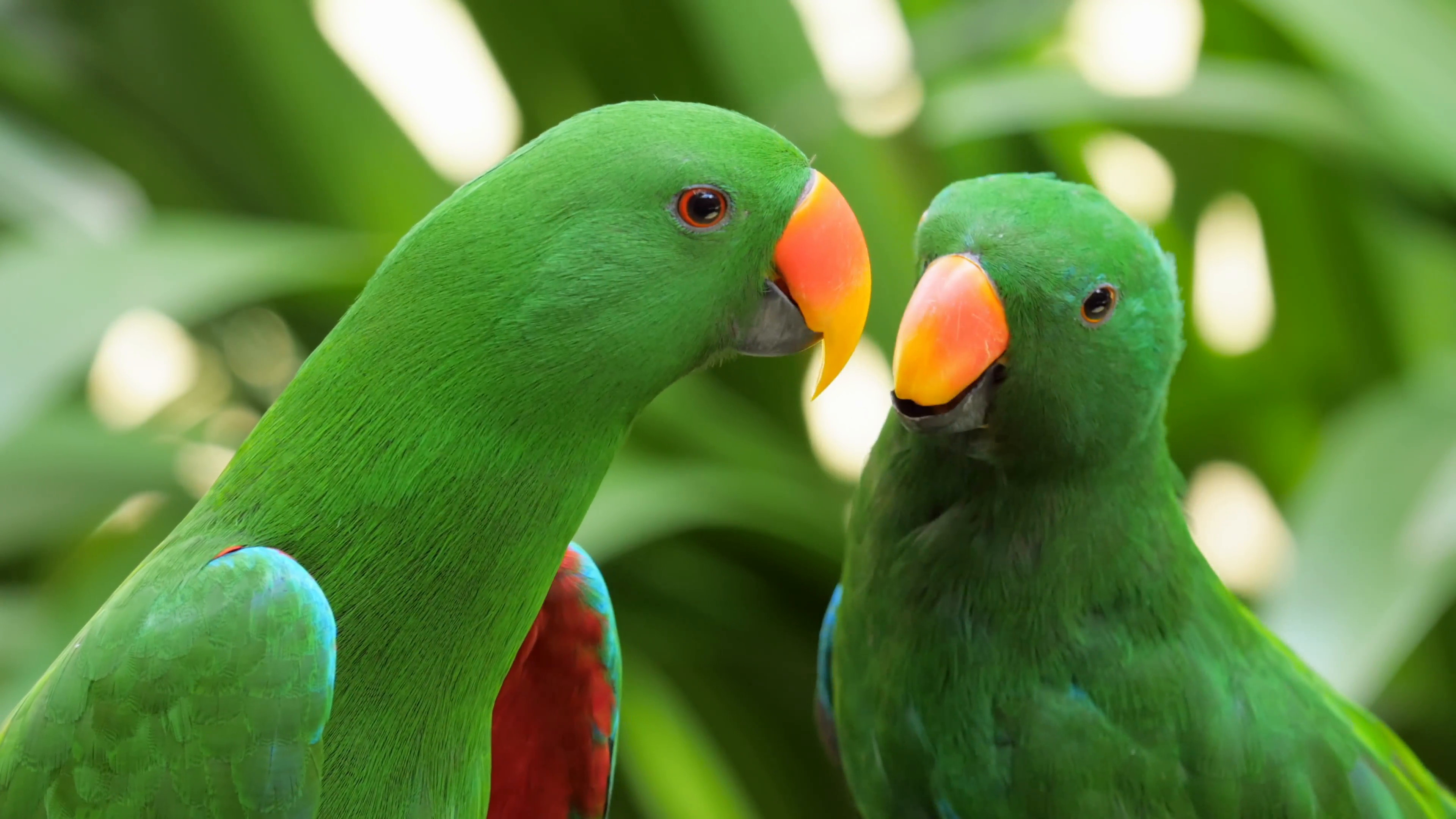Bird Of Tropical Rainforest Large Green Parrot With Orange Beak ...