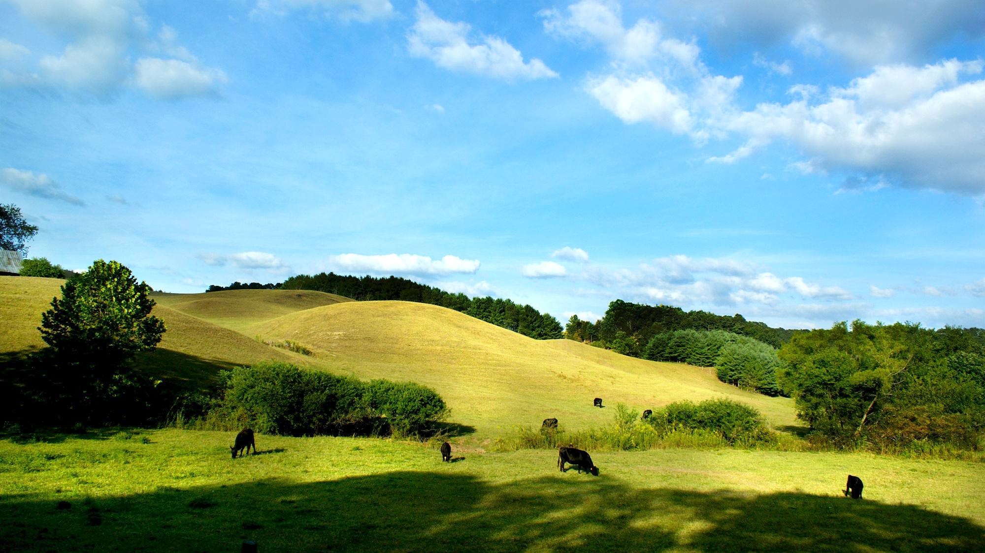 Green pasture, Animals, Clouds, Cows, Field, HQ Photo